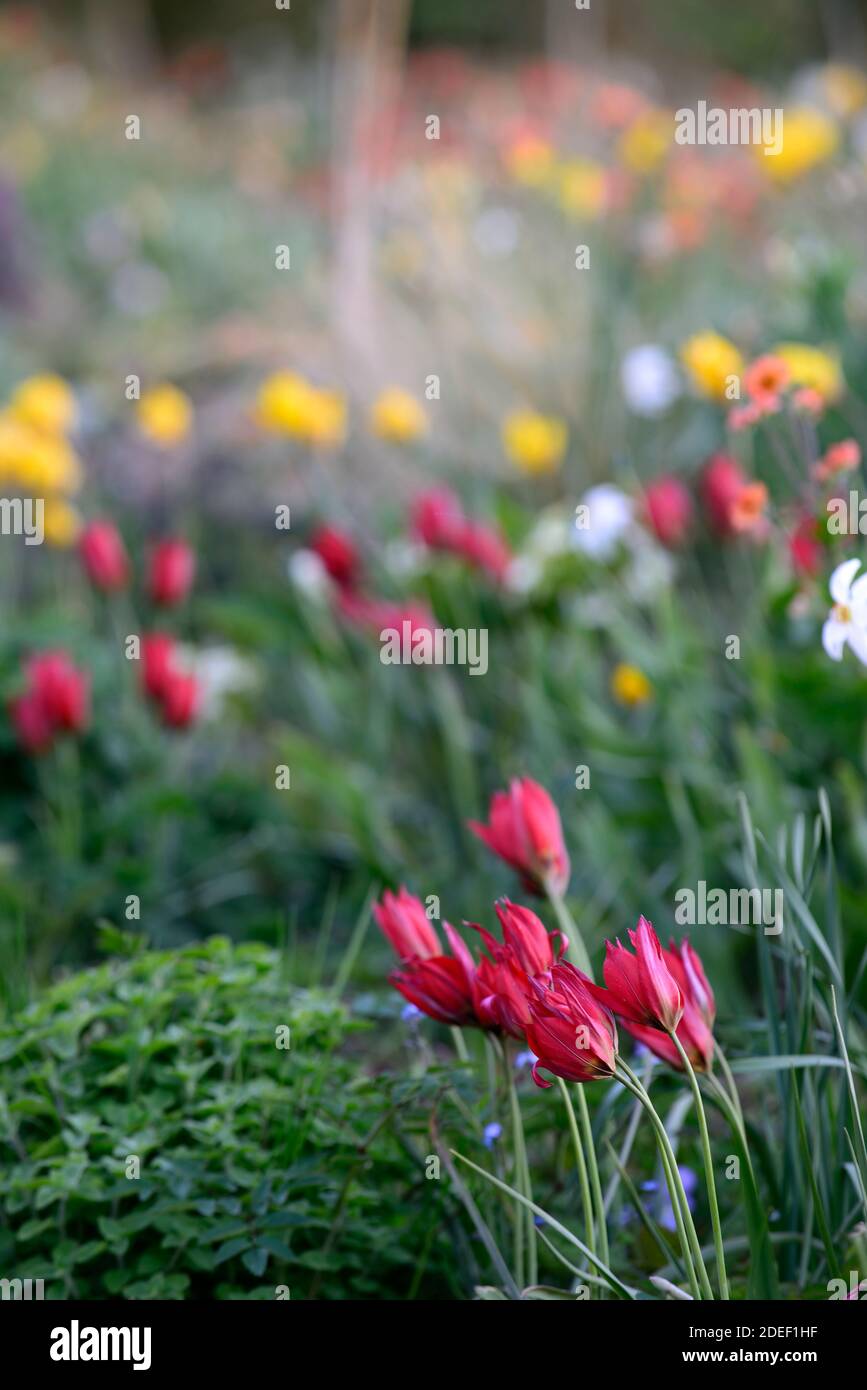 Tulipa Showwinner, Tulipa Showwinner, Tulipa kaufmanniana Show Gewinner, tulipa sylvestris, rot gelbe Tulpen, rot gelbe Tulpenblüten, wild, natürliche Bepflanzung Stockfoto