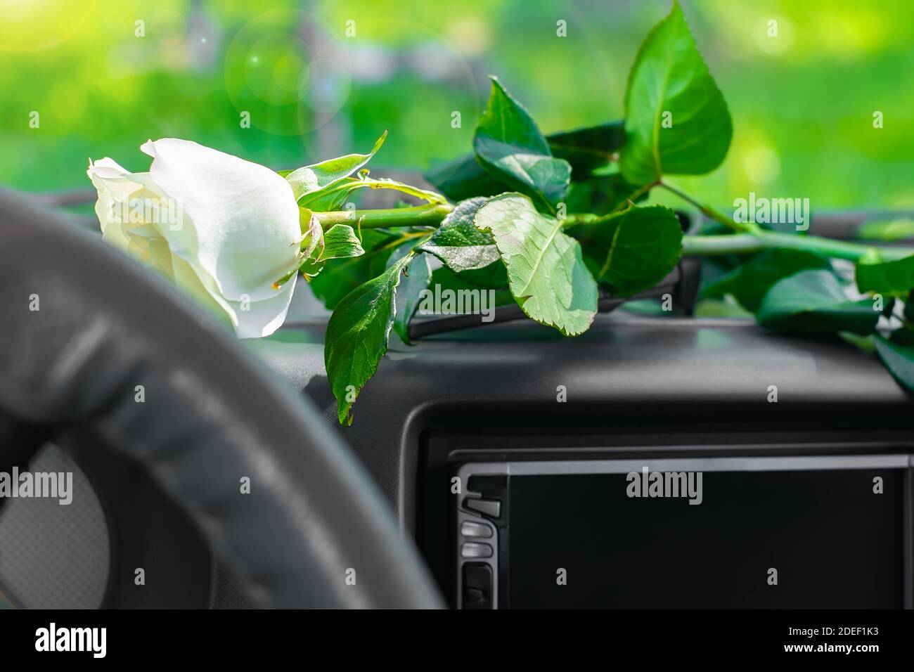 Eine Rosenblume mit einem weißen Bud liegt auf dem Fahrzeugverkleidung vor der Windschutzscheibe in den Sonnenstrahlen Stockfoto