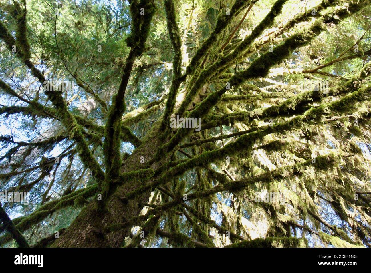 Klarer blauer Himmel über moosbedeckten Bäumen im Hoh Rainforest, Washington Stockfoto