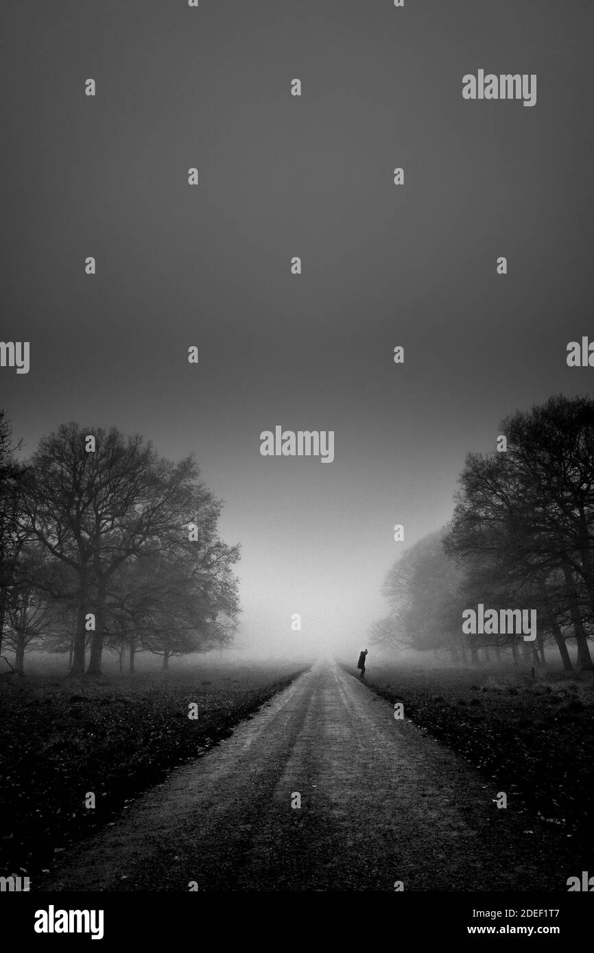 Person, die an einem späten nebligen Abend entlang einer von Bäumen gesäumten kleinen Landstraße geht. Stockfoto