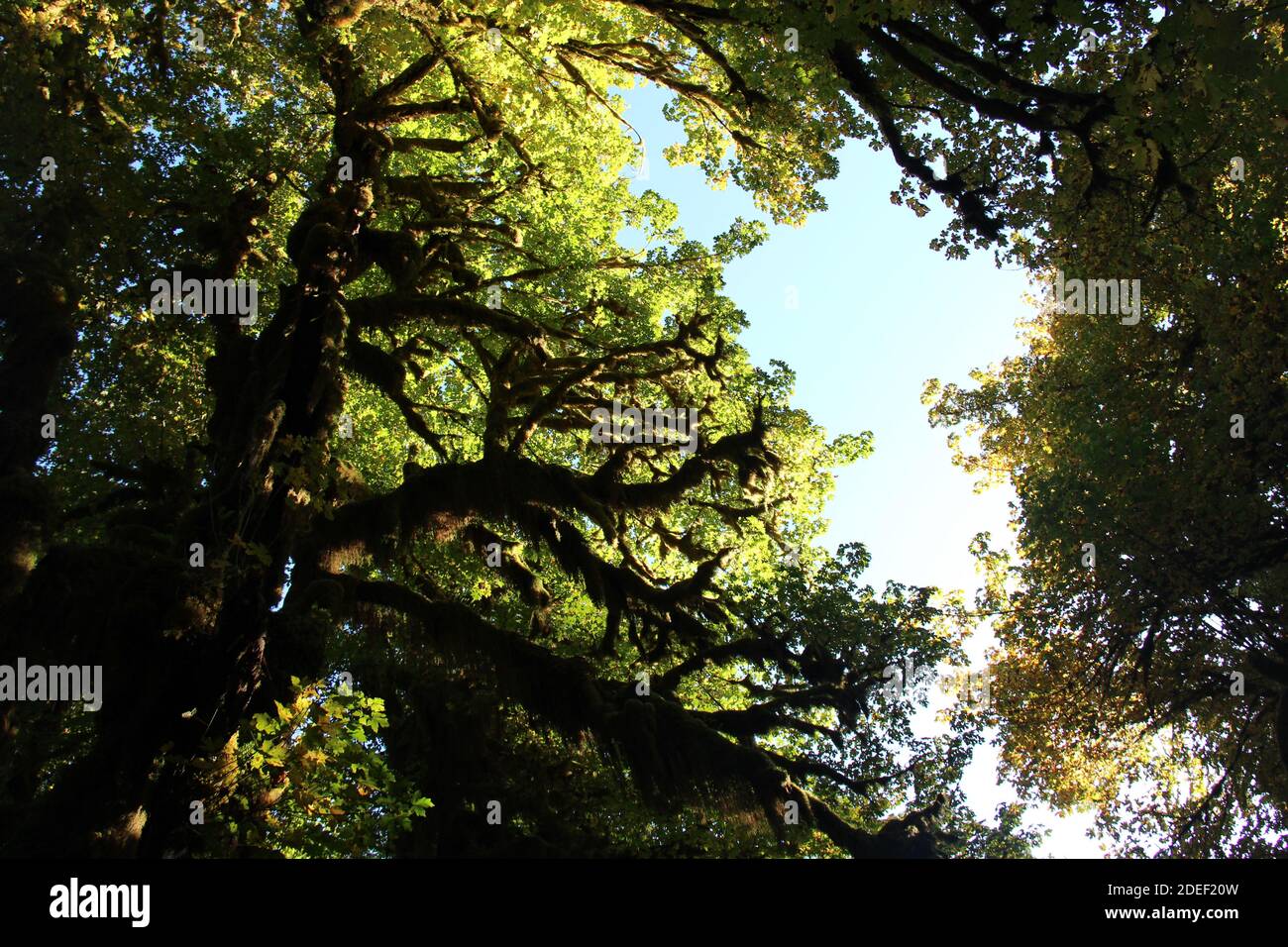 Klarer blauer Himmel über moosbedeckten Bäumen im Hoh Rainforest, Washington Stockfoto