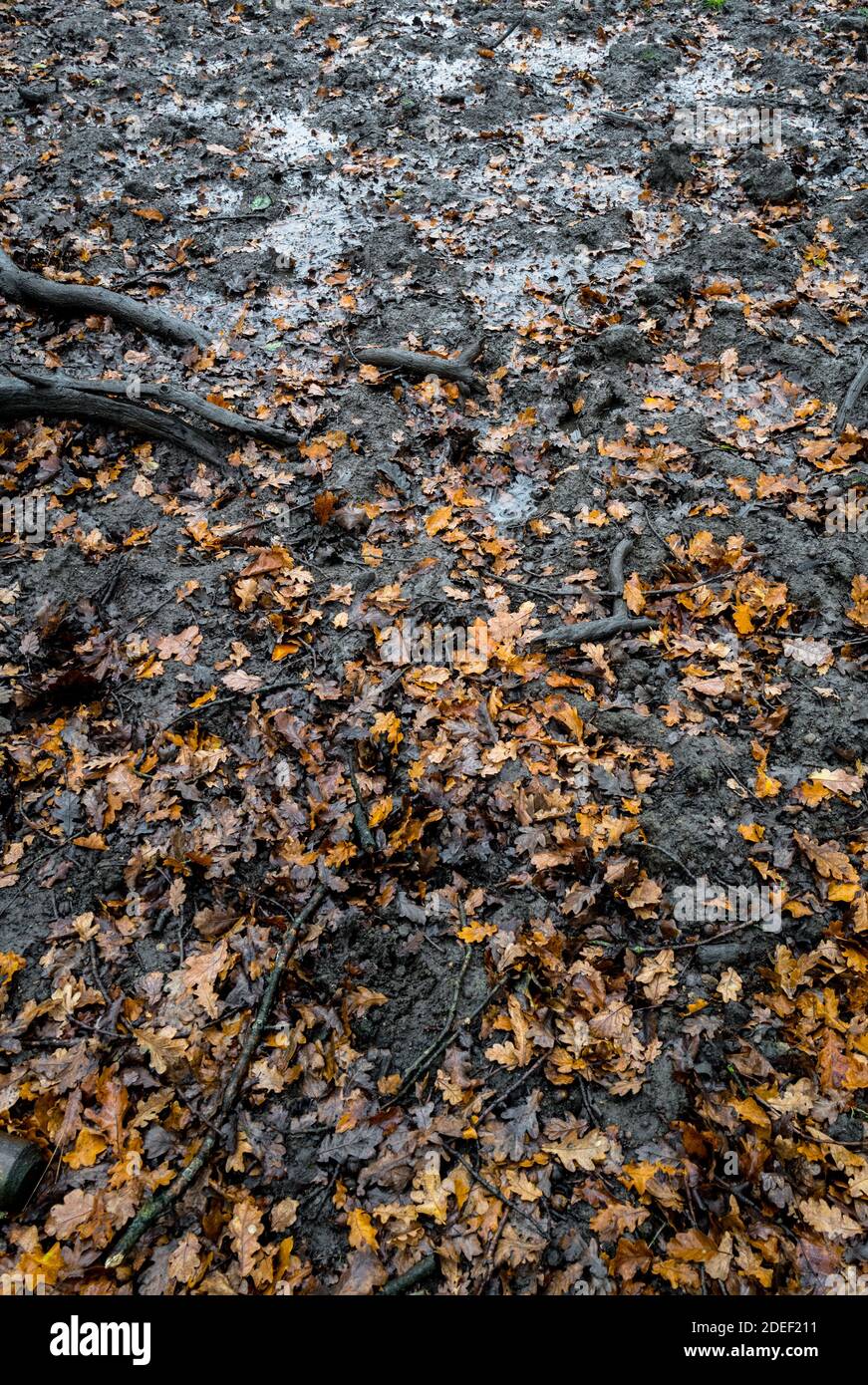 Englische Eichenblätter legen einen schlammigen Boden. Stockfoto