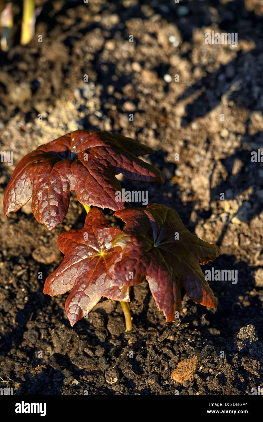 Podophyllum Red Panda, Kupfer Rost Blätter, Laub,, Schatten, schattig, schattig, Woodlander, Waldländer, Holz, Waldgarten, Gärten, RM Floral Stockfoto