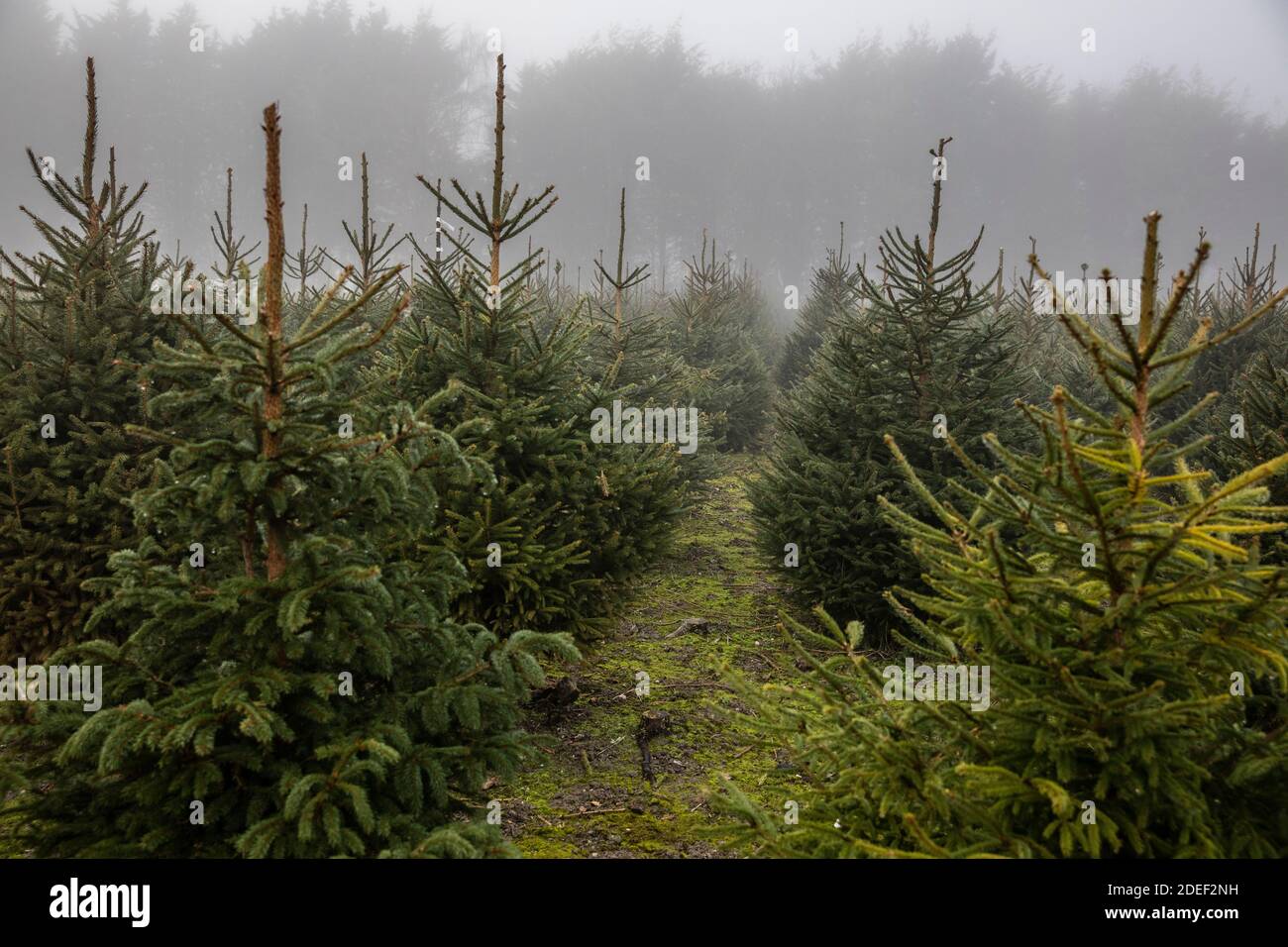 Eine junge Frau sammelt ihren Weihnachtsbaum auf einer Farm in Cambridgeshire, England, Großbritannien Stockfoto