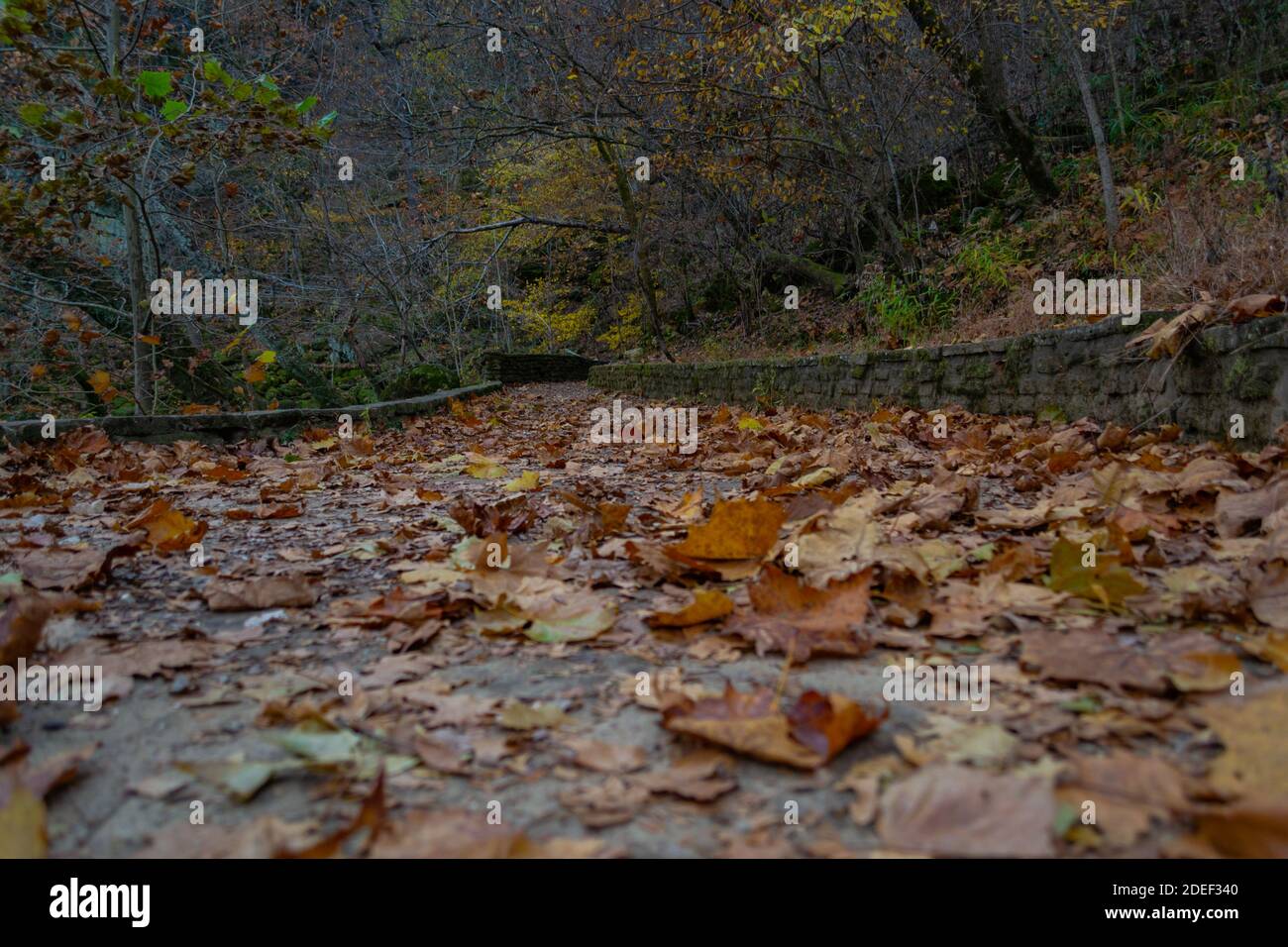 Laubbedeckter Fußweg im Herbst Stockfoto