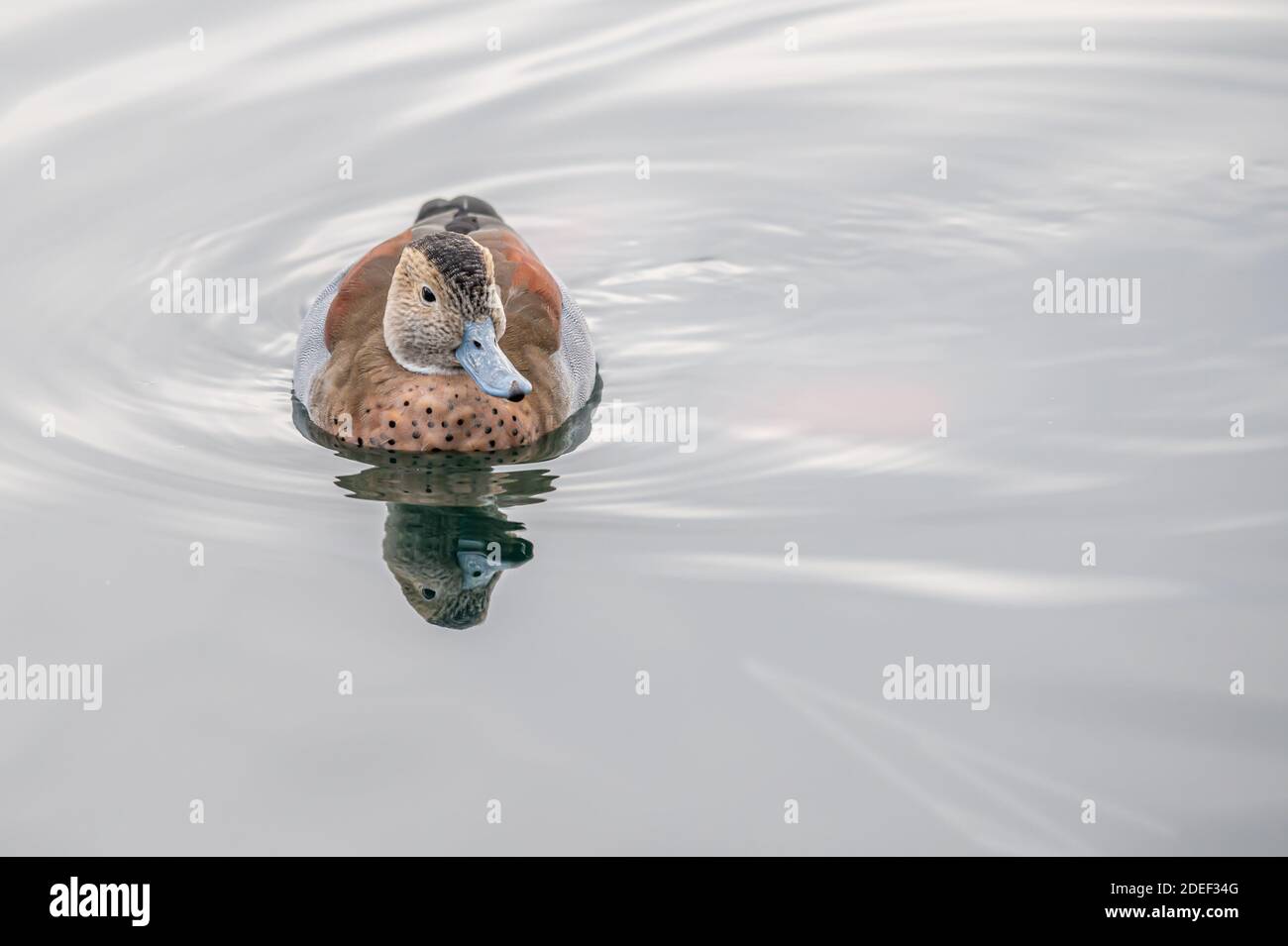 Ente im Wasser. Eine hübsche Ente, die im Wasser im Genfer See in der ...