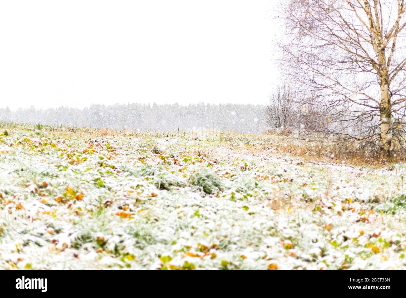 Winter Weihnachten Landschaft natürlichen Hintergrund von Feldwiese, Einzelbaum, Schnee fallen Schneeflocken Stockfoto