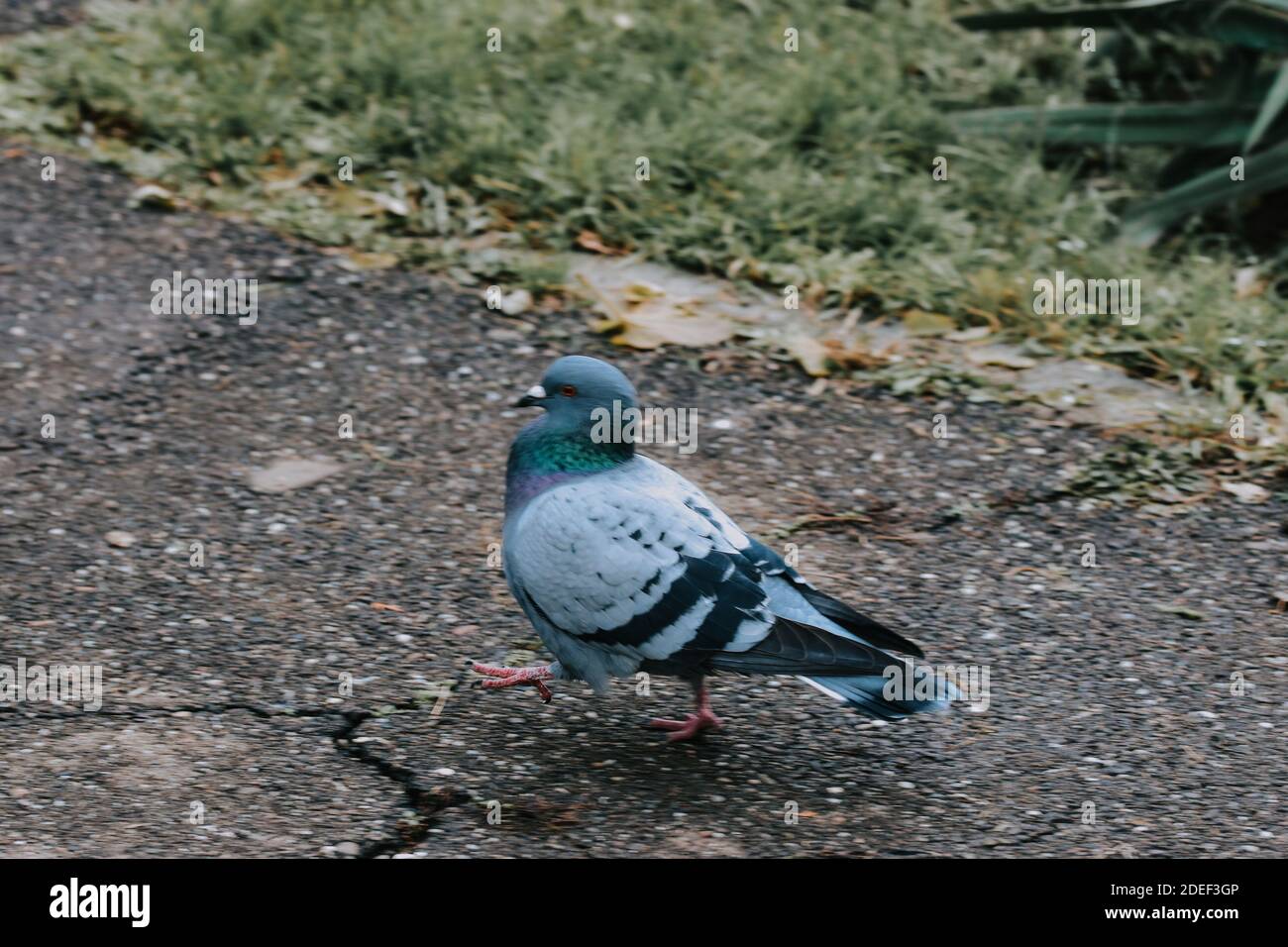Eine selektive Fokusaufnahme einer Felstaube auf einem Gehweg Stockfoto