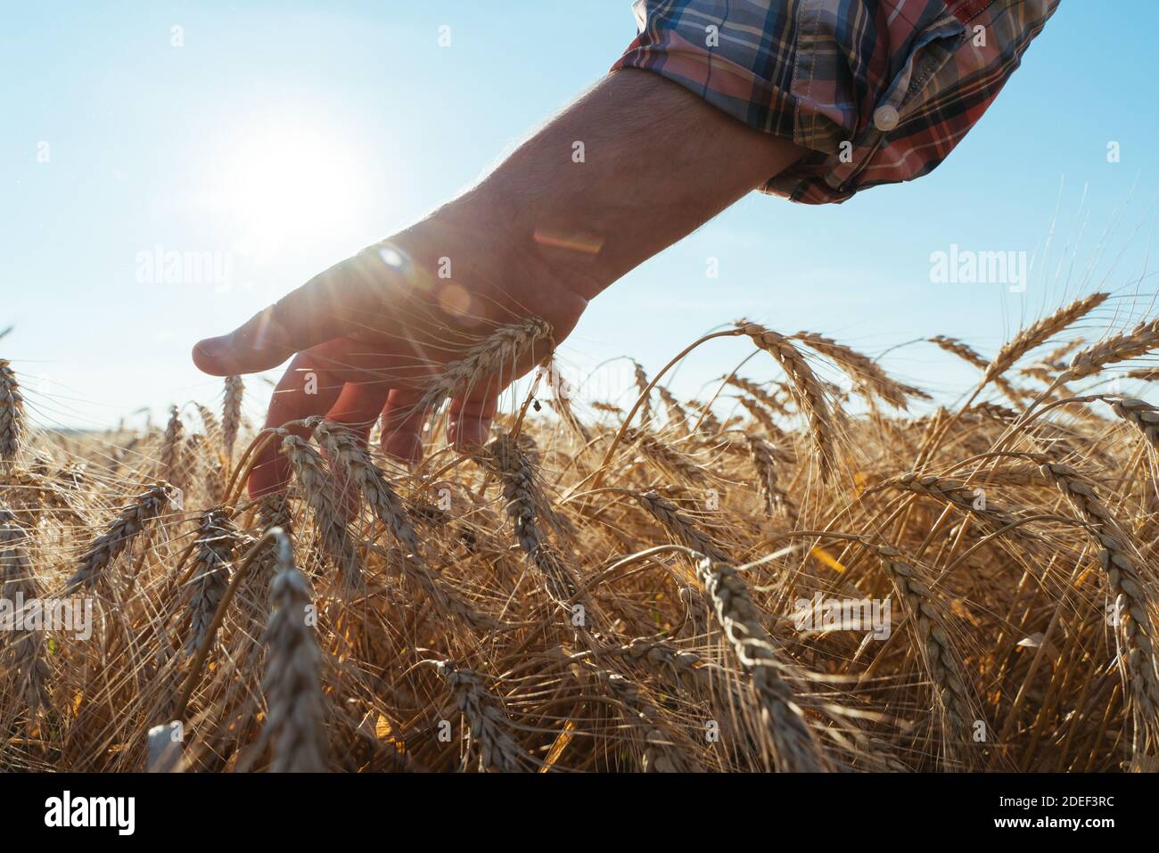 Weizen Sprossen in der Hand eines Bauern. Bauer zu Fuß durch das Feld Weizen prüfen Stockfoto