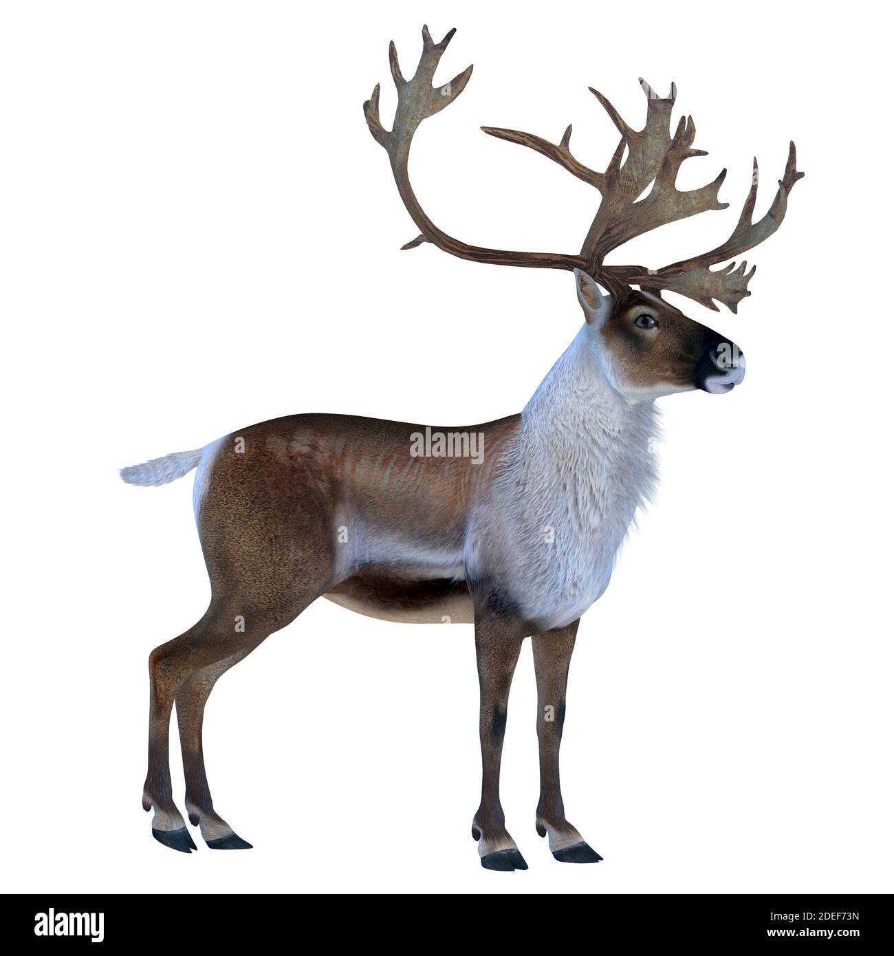 Caribou Buck - das Caribou-Hirsch, auch Rentier genannt, lebt in den nördlichen Regionen Europas, Sibiriens und Nordamerikas. Stockfoto