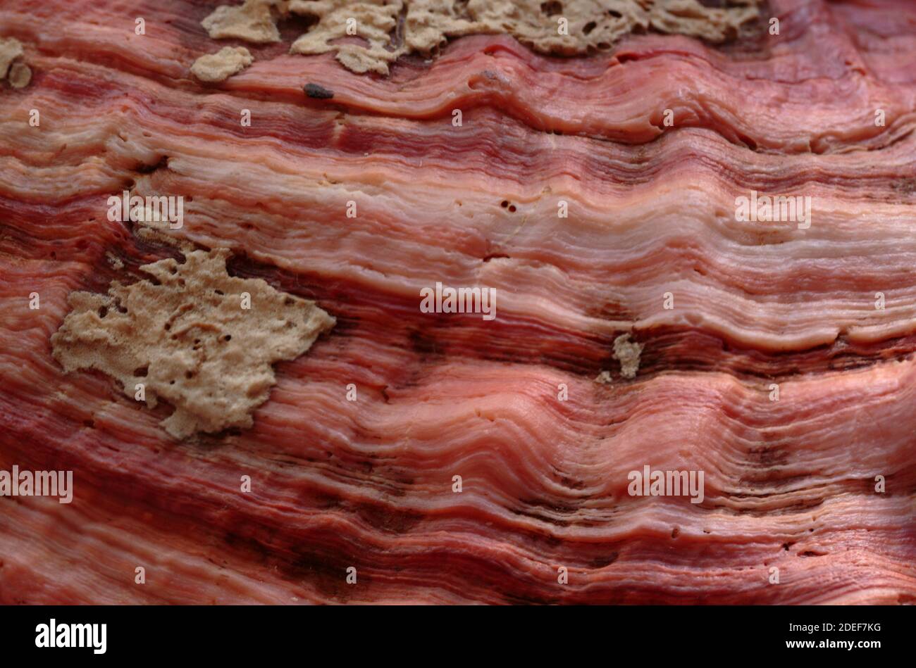 Nahaufnahme Makroaufnahme der Außenfläche einer Molluskenschale erzeugt ein abstraktes orangefarbenes Wellenmuster mit sandigen beigen Klippen, geeignet für einen Hintergrund i Stockfoto