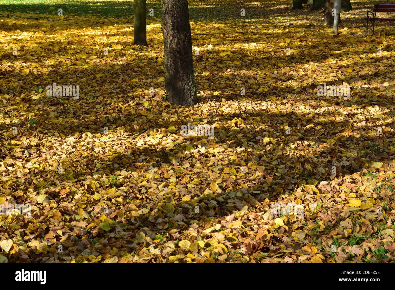 Herbstpark an einem sonnigen Tag, braune und gelbe Blätter. Herbst. Stockfoto