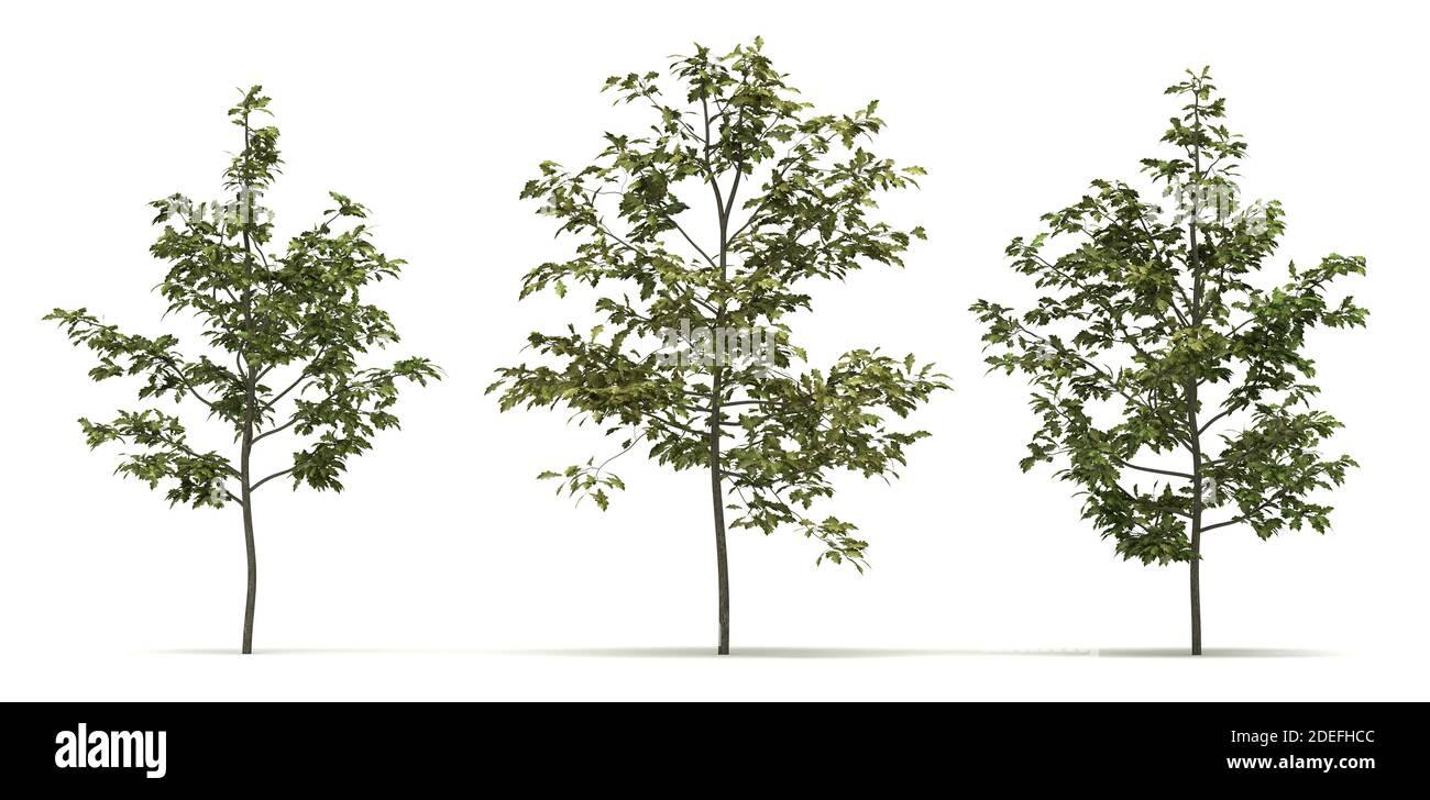 Quercus Shumardii Baum isoliert auf weißem Hintergrund Stockfoto