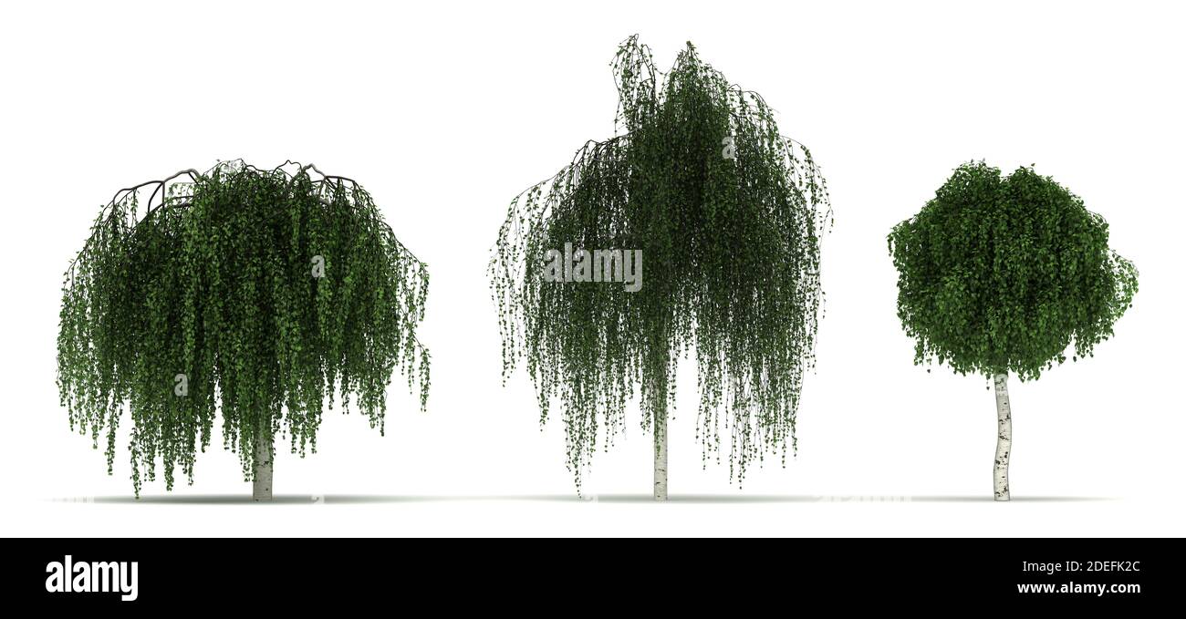 Betula Pendula Youngii Baum isoliert auf weißem Hintergrund Stockfoto
