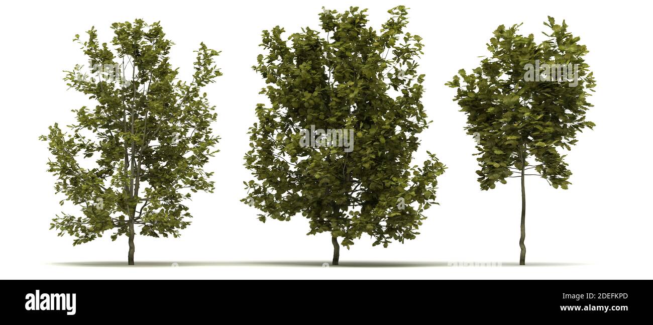 Quercus Robur Concordia Baum isoliert auf weißem Hintergrund Stockfoto