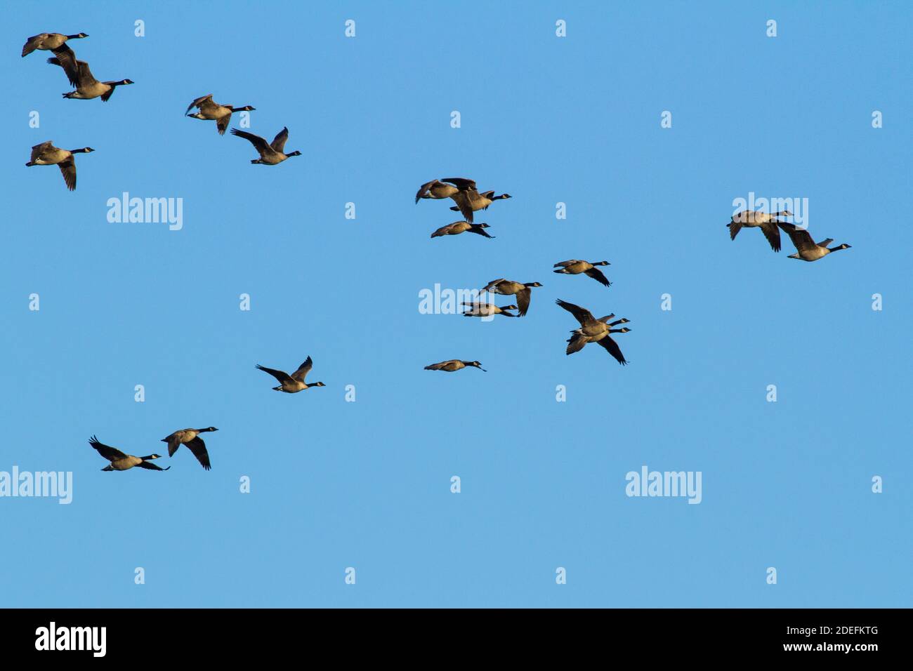 Herde Kanadagänse auf Migration. Stockfoto