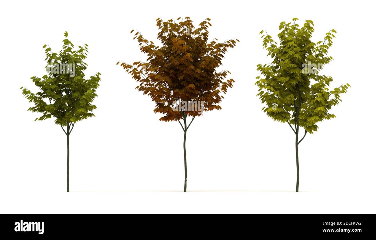 Acer Tree isoliert auf weißem Hintergrund Stockfoto