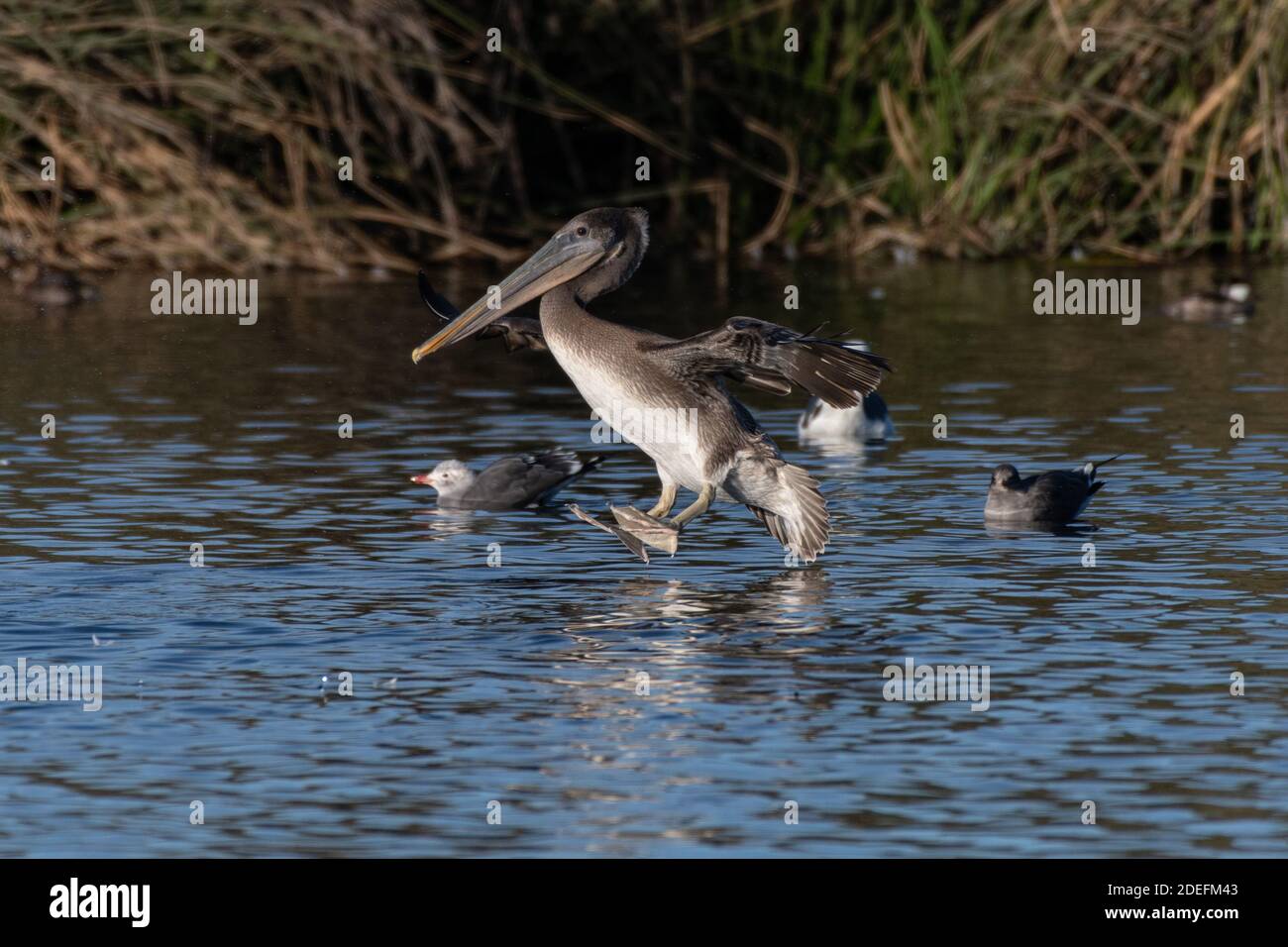 California Brown Pelican mit Instinkt und Überlebensgewohnheiten rund um die Ozeanlagune beim Spreizen von Schwimmfüßen beim Start. Stockfoto