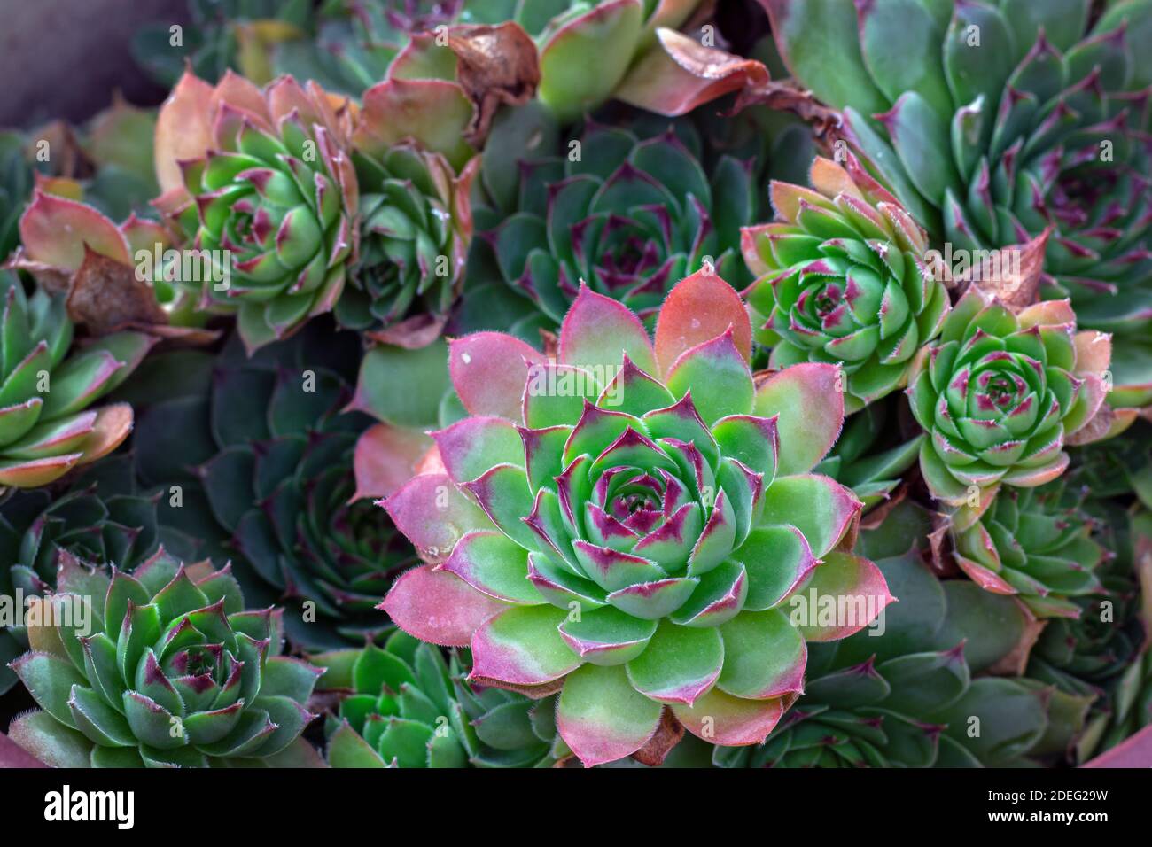 Die lebendigen Farben der fleischigen Blätter von Echeveria Pulidonis, ein schöner Bund von ihnen Stockfoto