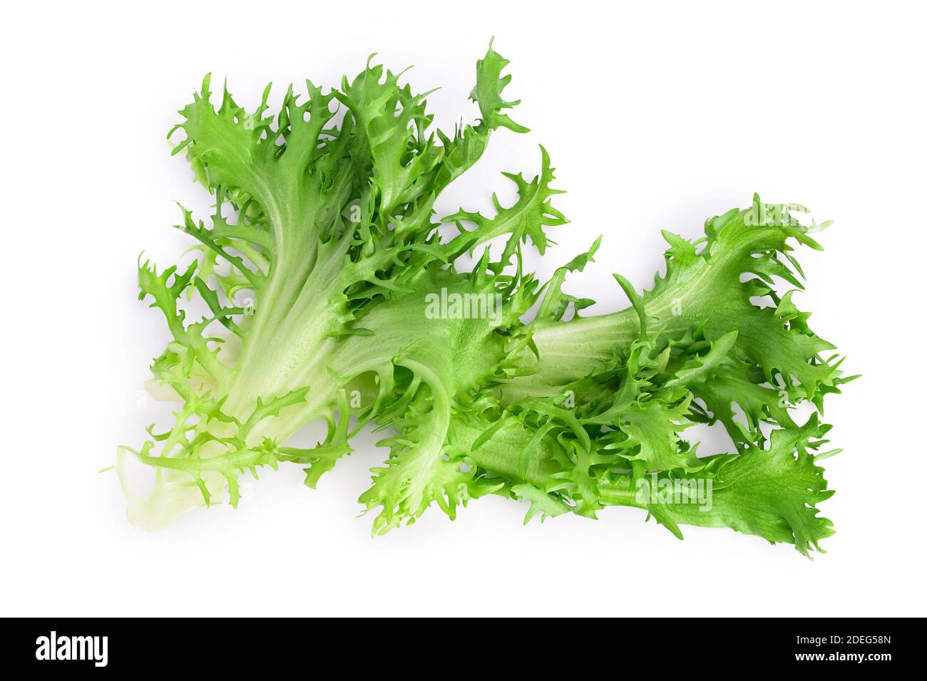 Frische grüne Blätter Endive Frisee Chicorée Salat isoliert auf weißem Hintergrund mit Clipping Pfad und volle Tiefe des Feldes. Draufsicht. Flach liegend Stockfoto