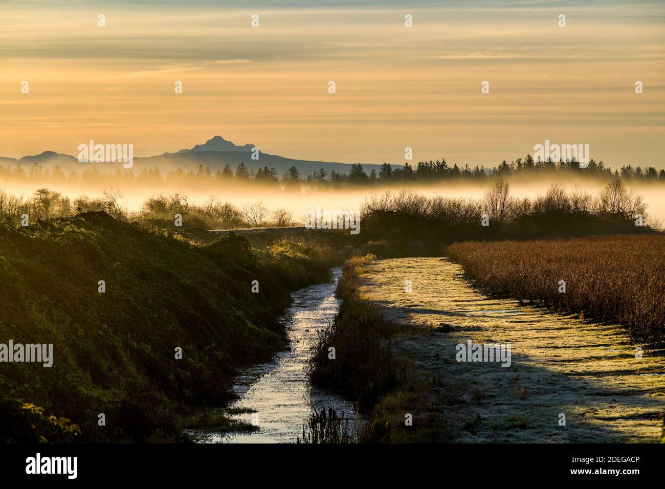 Blaney Creek, Pitt Meadows, British Columbia, Kanada Stockfoto