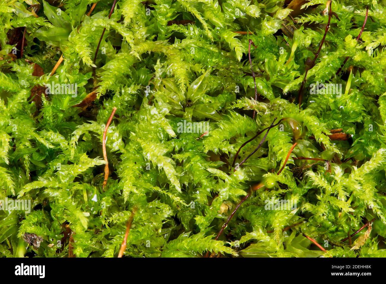 Nahaufnahme des Andreaeopsida Moos, das vor kurzem von einem Regen nass wurde, auf einem Felsen in den Adirondack Mountains, NY USA Wildnis im frühen Winter. Stockfoto