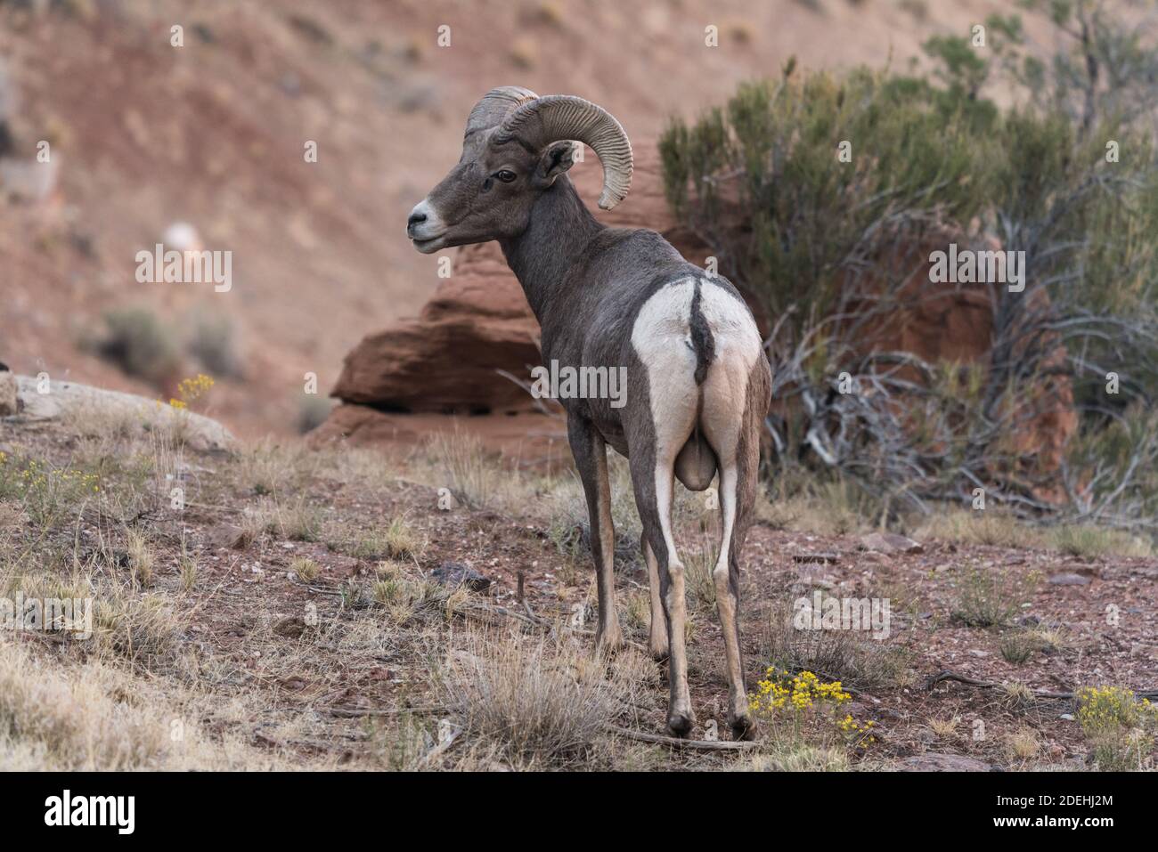 Ein junger Wüstenbighorn-Widder im Colorado National Monument, Colorado, USA. Stockfoto