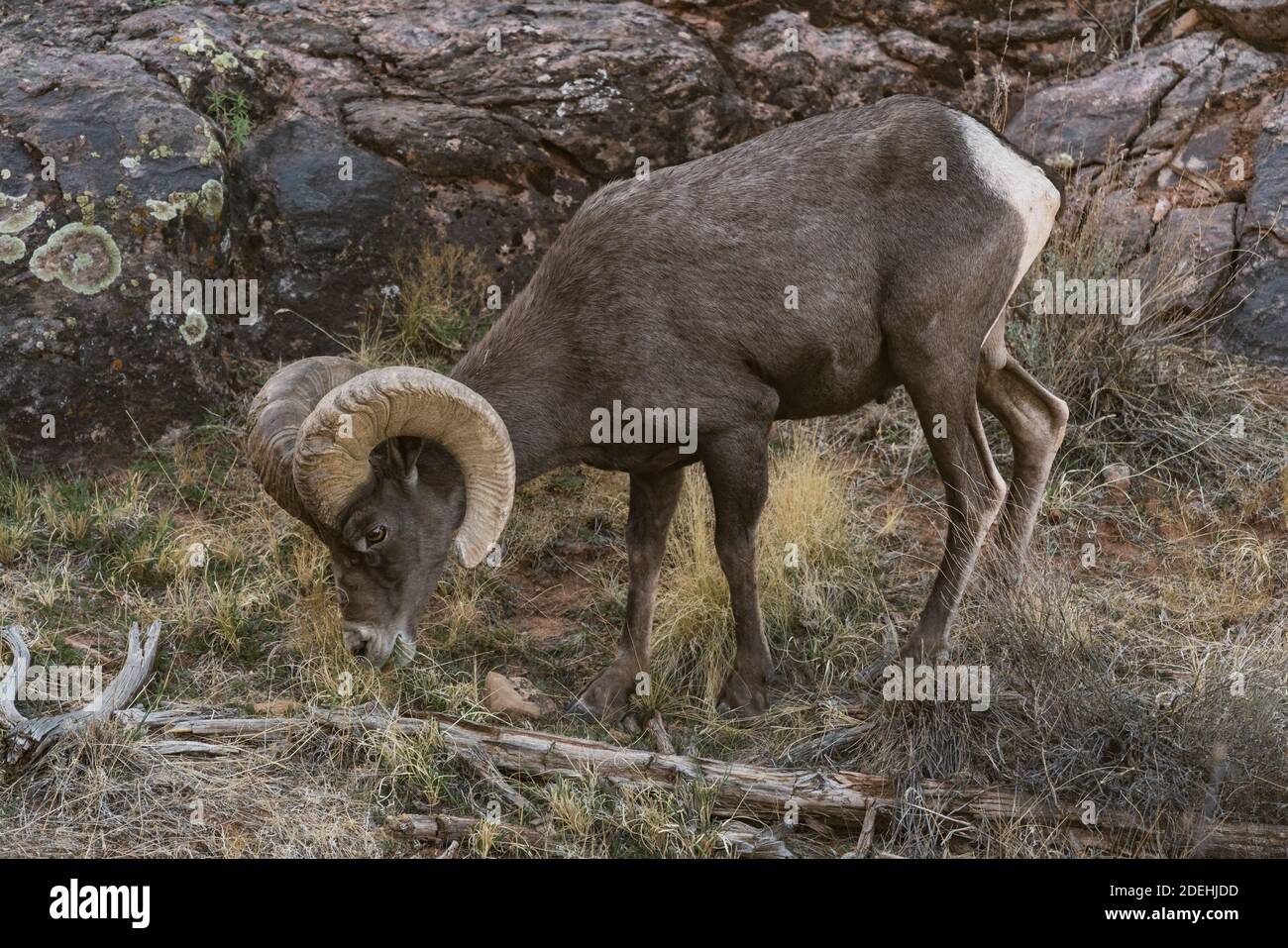 Ein reifer Desert Bighorn Widder grast im Colorado National Monument, Colorado, USA. Stockfoto