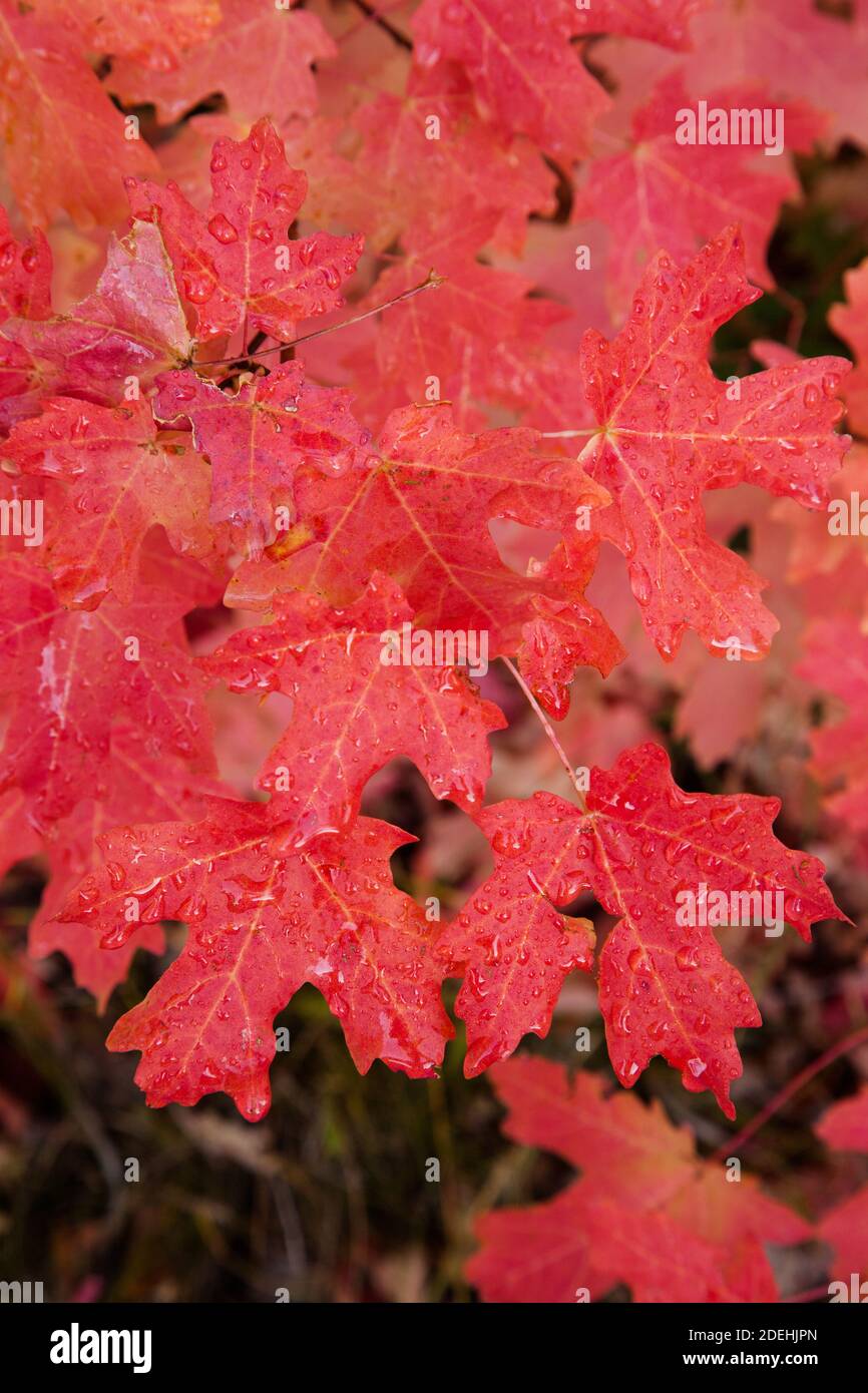 Bigtooth Ahornblätter in Herbstfarbe. Abajo Mountains, Manti-La Sal National Forest, Utah, USA. Stockfoto