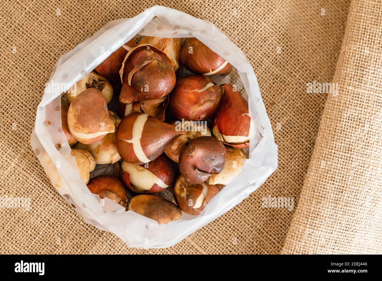 Paket von Tulpenbirnen Nahaufnahme auf rustikalem Hintergrund, flach legen Stockfoto
