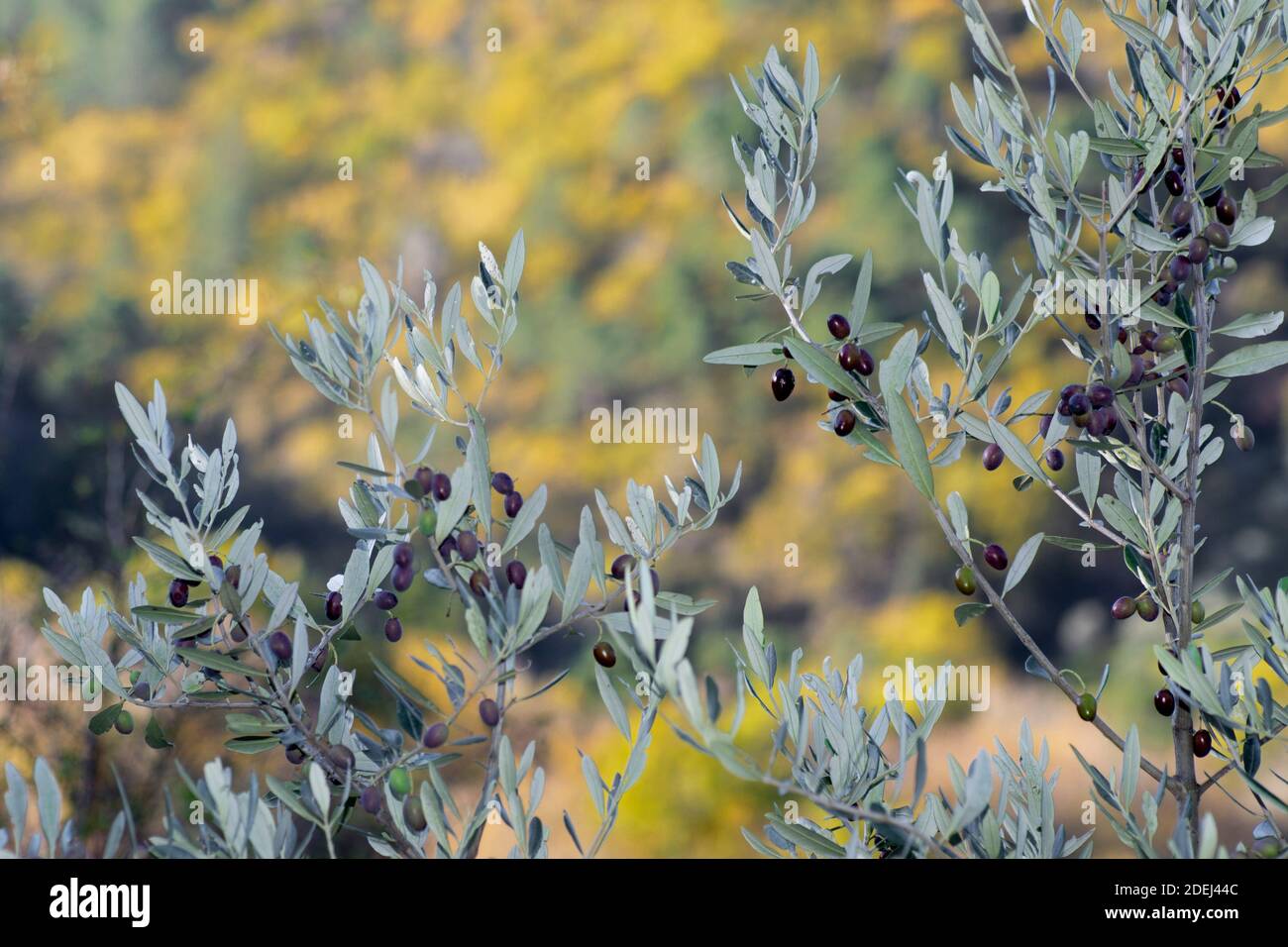 Reife grüne und schwarze Olivenbaumanfrucht auf einem Ast. Nahaufnahme mit gelbem Bokeh-Hintergrund Stockfoto