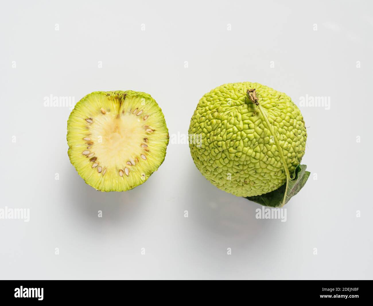 Grüne Frucht von Maclura pomifera, osage Orange, Pferd Apfel, adam Apfel wachsen auf weißem Hintergrund. Ganze und halbe Maclura-Frucht Stockfoto