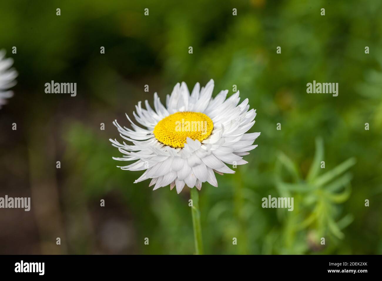 Rosa und Weiß Ewige, Roseneternell (Rhodanthe chlorocephala) Stockfoto