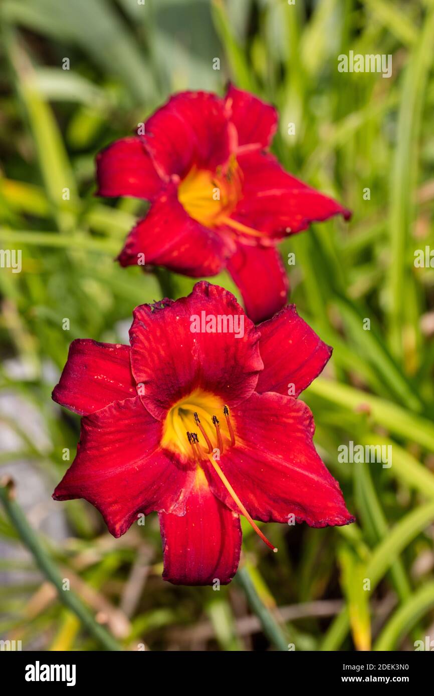 'Chicago Apache' Daylily, Daglilja (Hemerocallis) Stockfoto