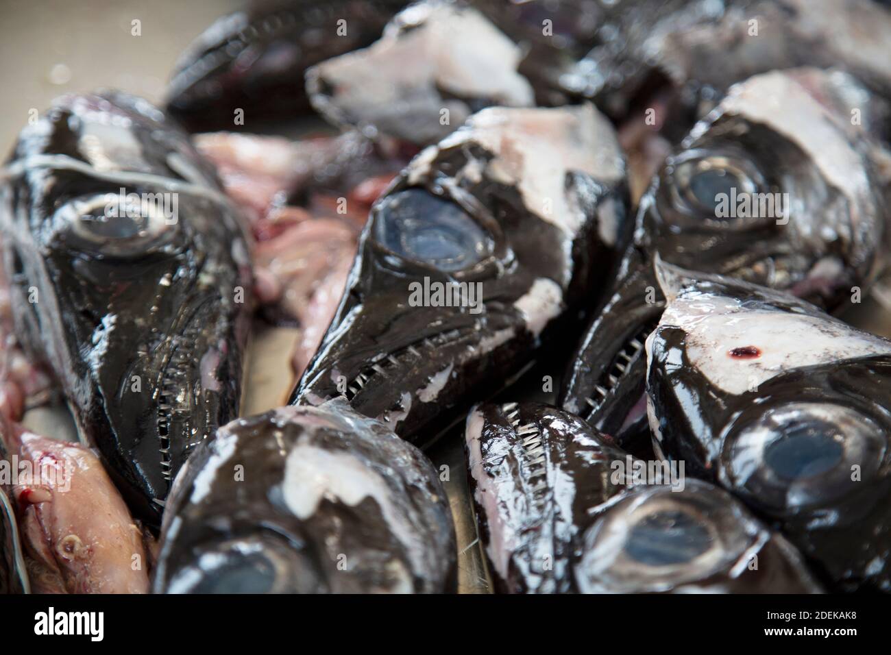 Schwarze Scabbardfish Köpfe auf dem Fischmarkt am Mercado dos Lavradores in Funchal, Madeira, Portugal Stockfoto