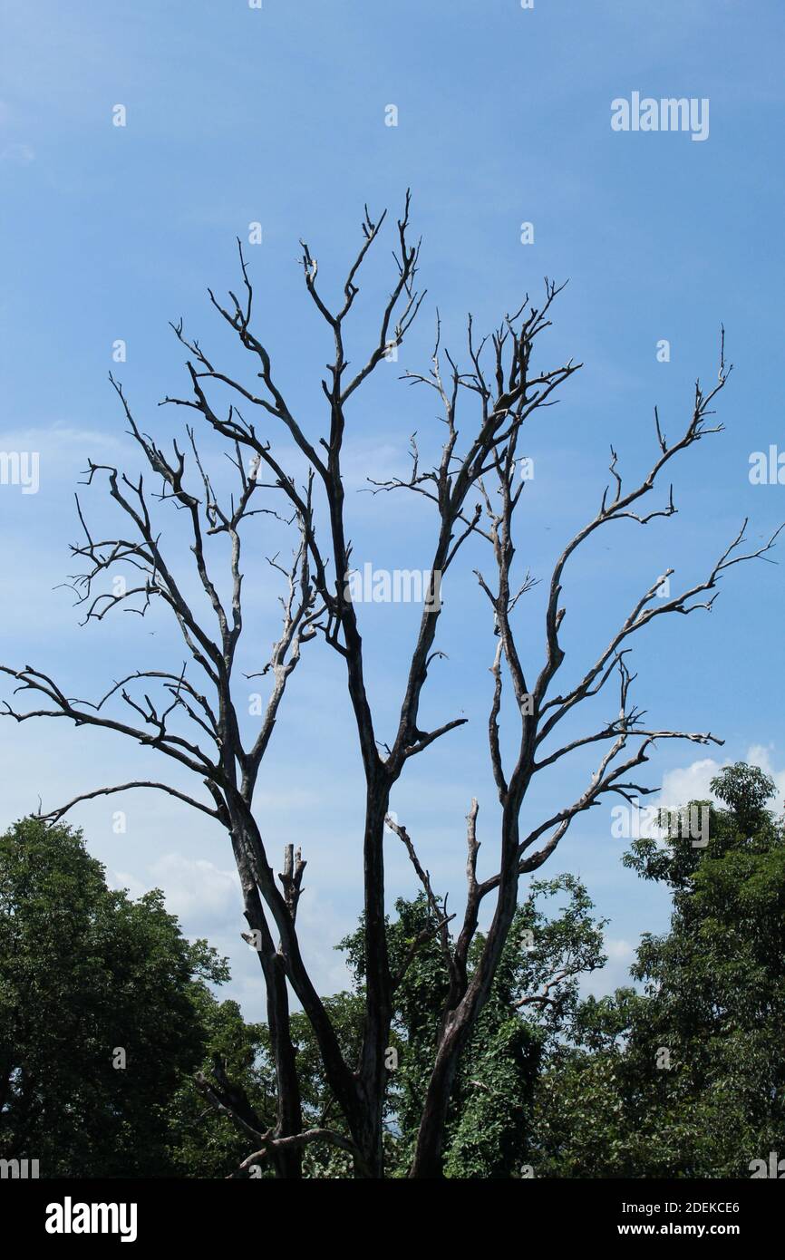 Ein Baum ohne Blatt Stockfoto