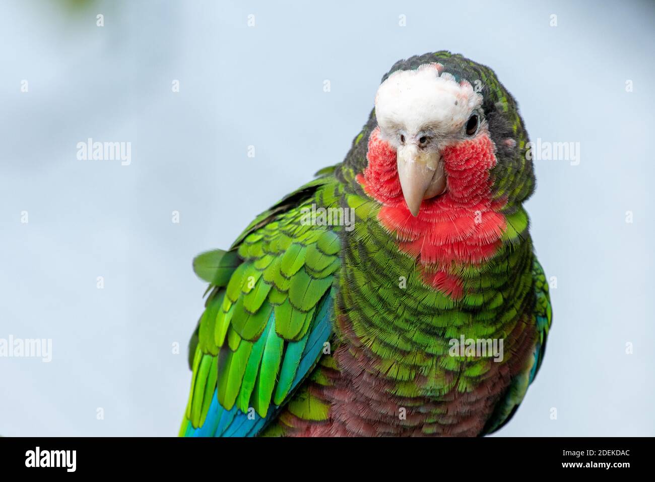 Ein kubanischer amazonas (Amazona leucocephala), auch bekannt als kubanischer Papagei oder der Rosenkehlpapagei, ist ein grüner Papagei, der in Wäldern und Trockenwäldern gefunden wird Stockfoto