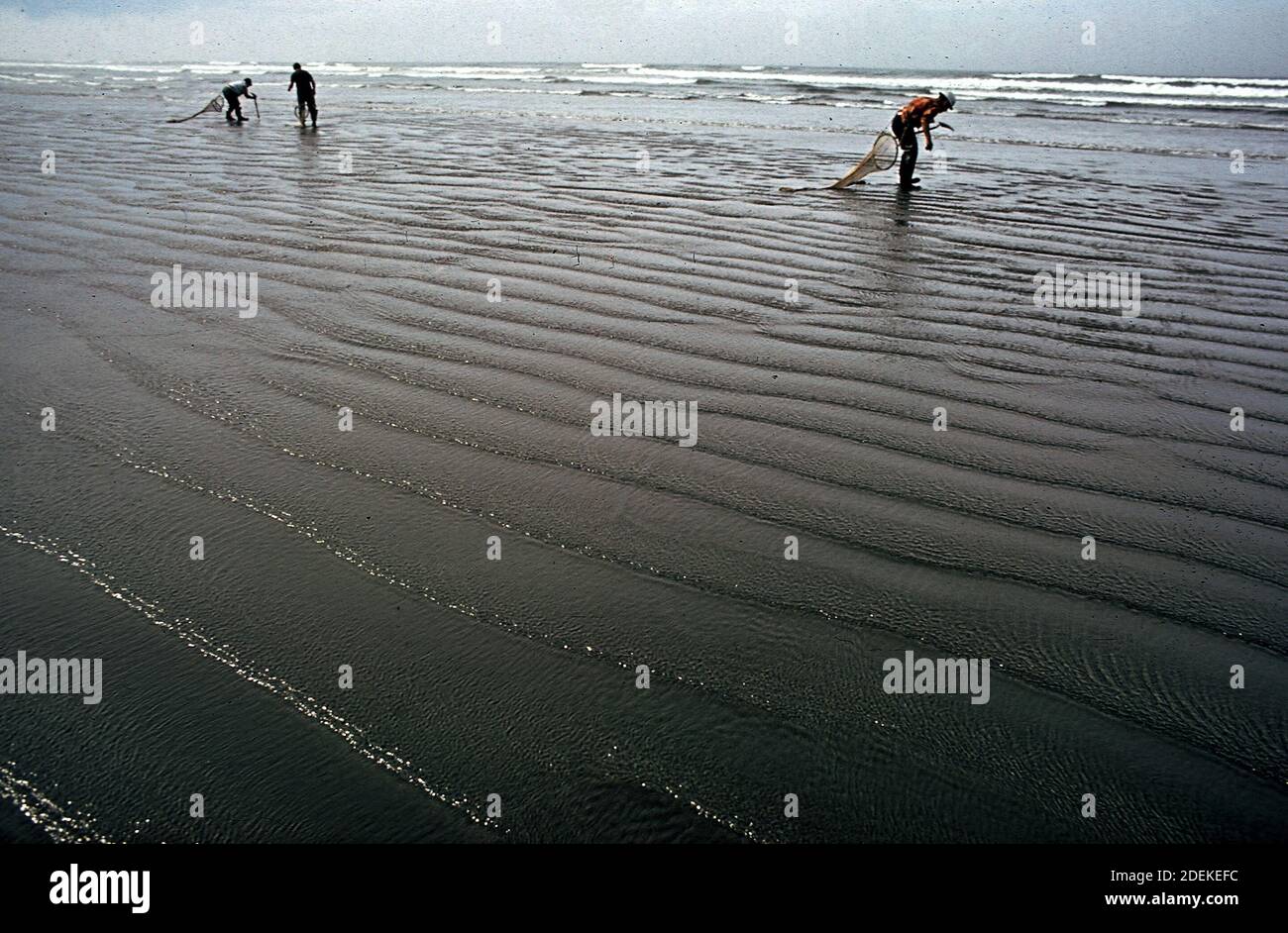 70er Jahre Fotos (1972) - Quinault indianer am Strand ihres Reservat an der pazifikküste. Sie sind die Ernte Rasiermesserschmuscheln für den kommerziellen Markt Stockfoto