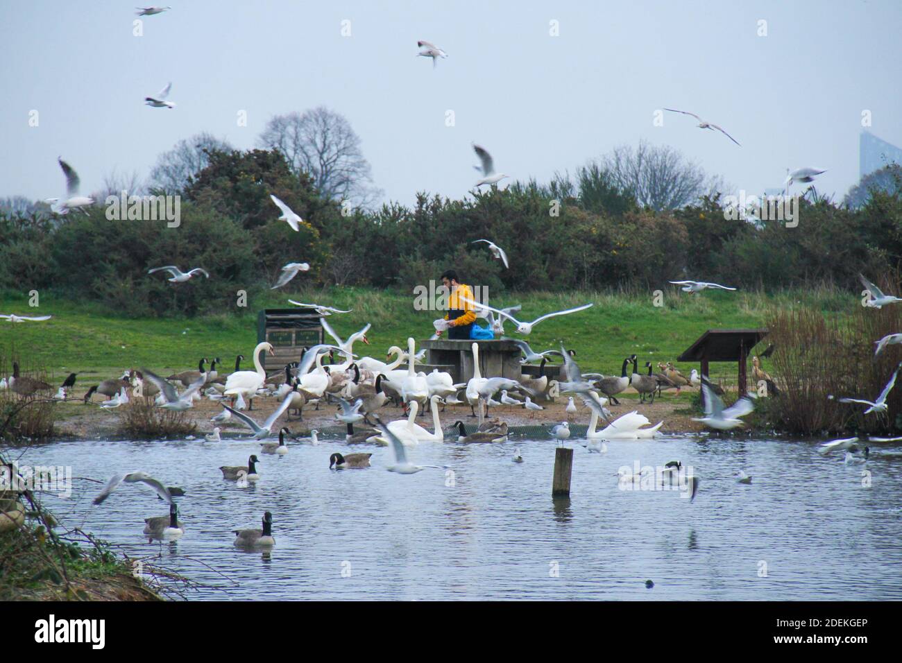 London, Großbritannien. November 2020. Ein Mann steht bei einer Schar Schwäne am Jubilee Pond, Wanstead Flats während der Sperre. Kredit: SOPA Images Limited/Alamy Live Nachrichten Stockfoto