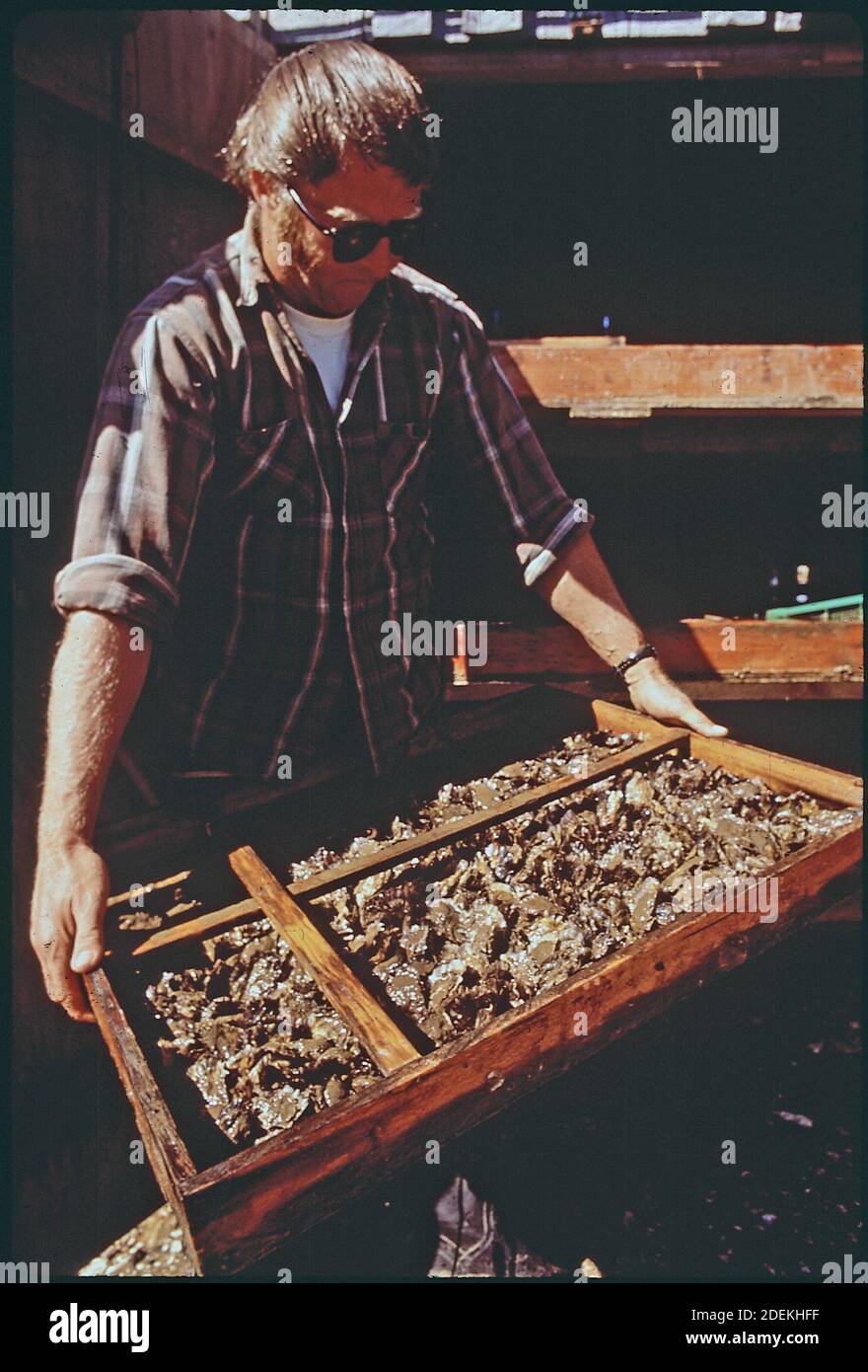 1970er Jahre Fotos (1972) - Jack Wiegardt; Besitzer der Northwest Oyster Farm; baut cherrystone Venusmuscheln und Austern aus Samen in Schalen an Stockfoto