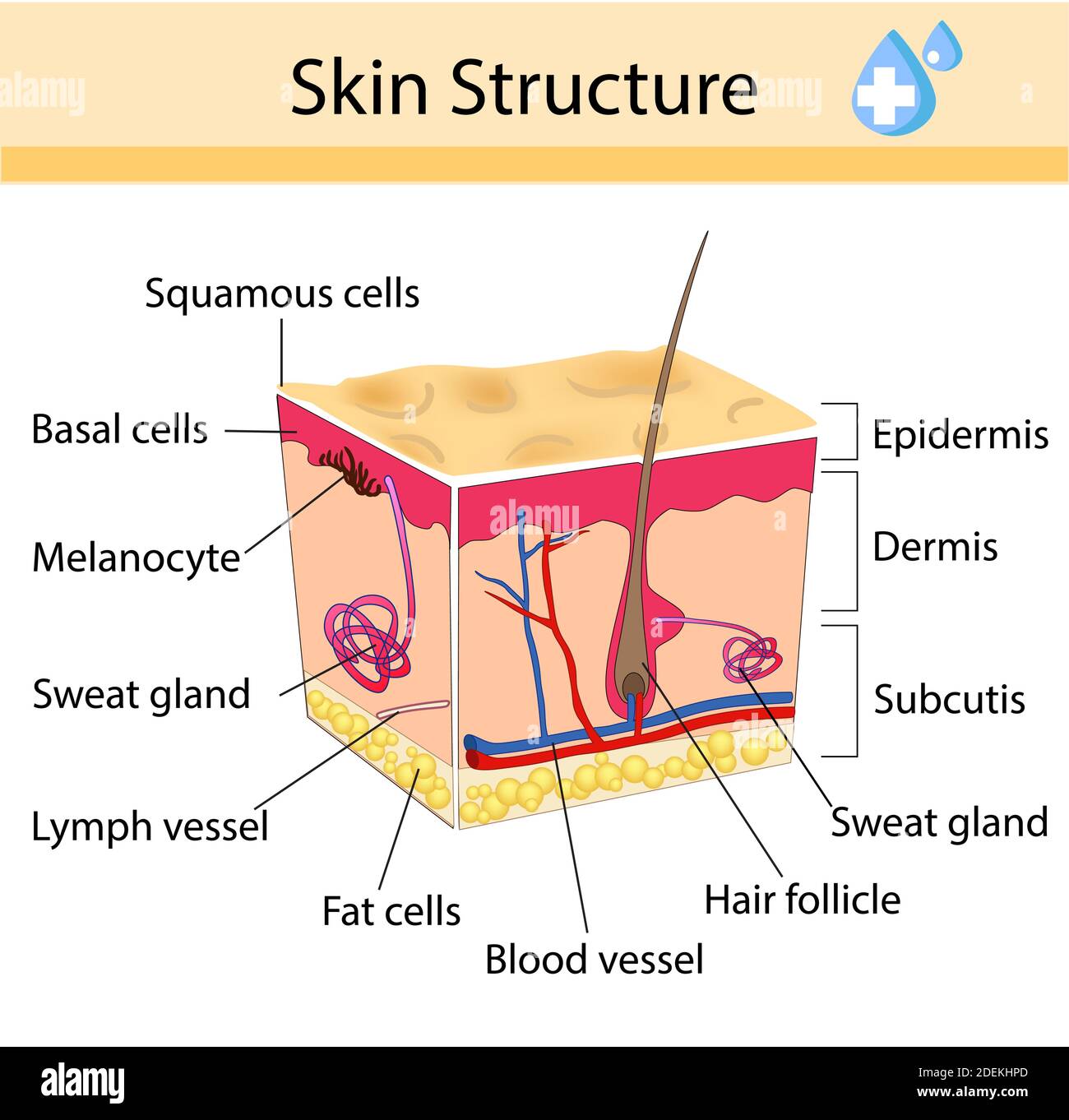 Menschliche Haut und Haarstruktur. Anatomisches Zeichen. Schönheit Pflege isoliert Illustration Stock Vektor