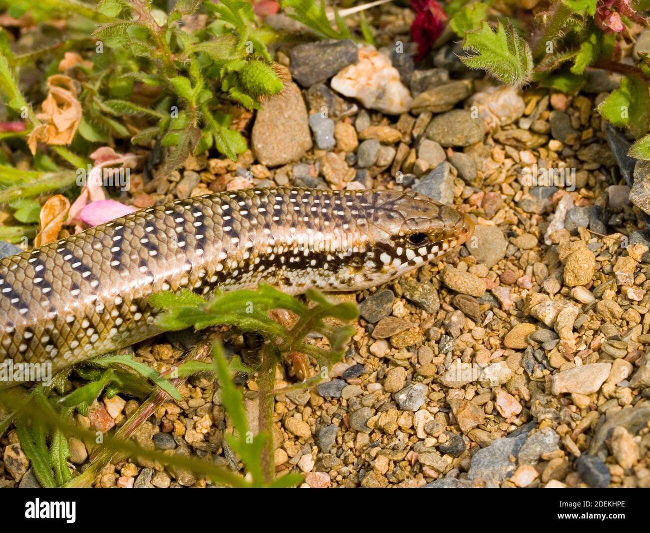 Okellierter Skink, chalcides ocellatus in griechenland Stockfoto