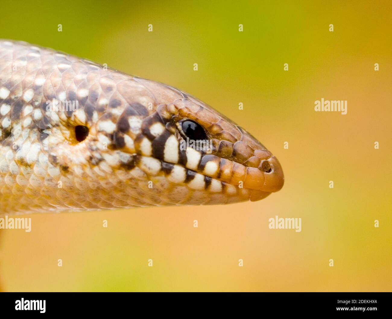 Okellierter Skink, chalcides ocellatus in griechenland Stockfoto