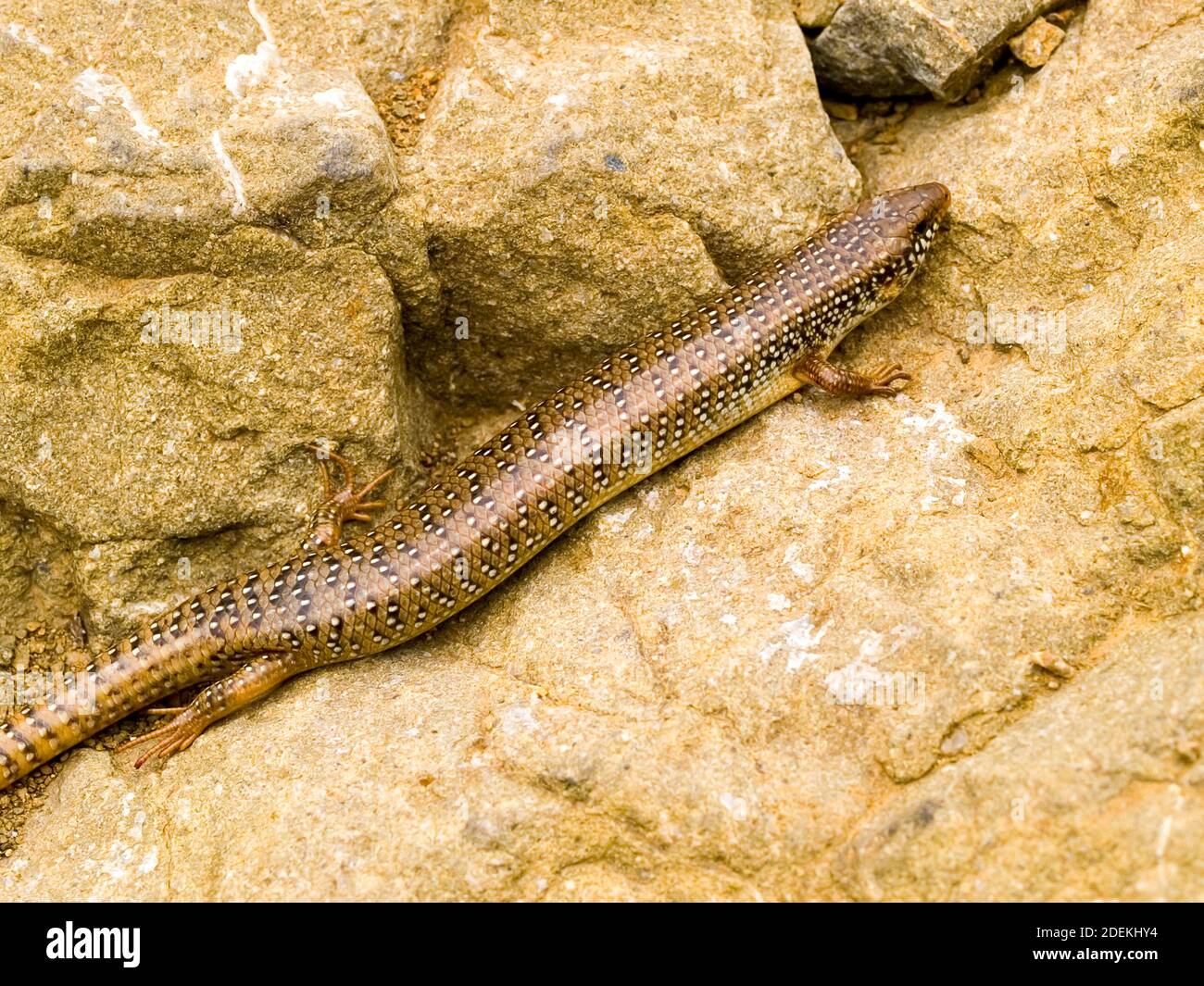 Okellierter Skink, chalcides ocellatus in griechenland Stockfoto