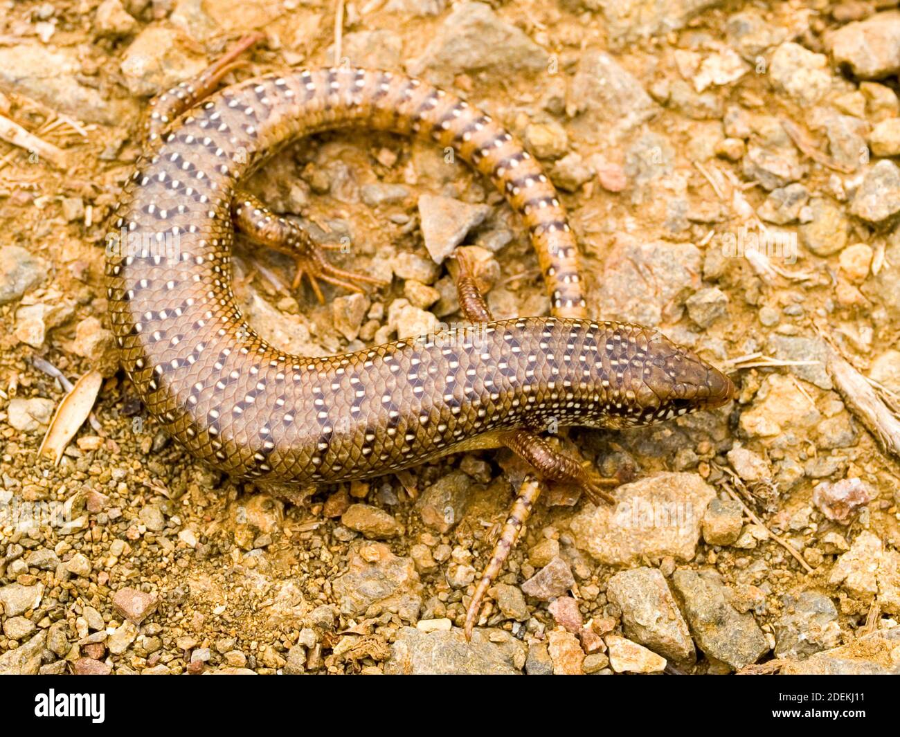 Okellierter Skink, chalcides ocellatus in griechenland Stockfoto