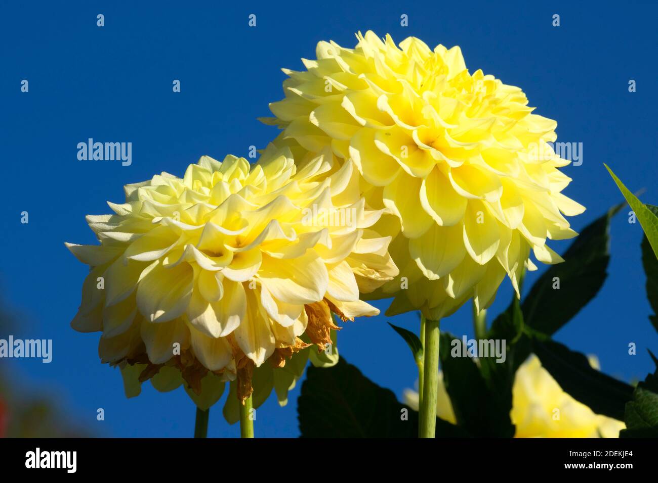 A-Peeling Dahlia, Swan Island Dahlias, Canby, Oregon Stockfoto