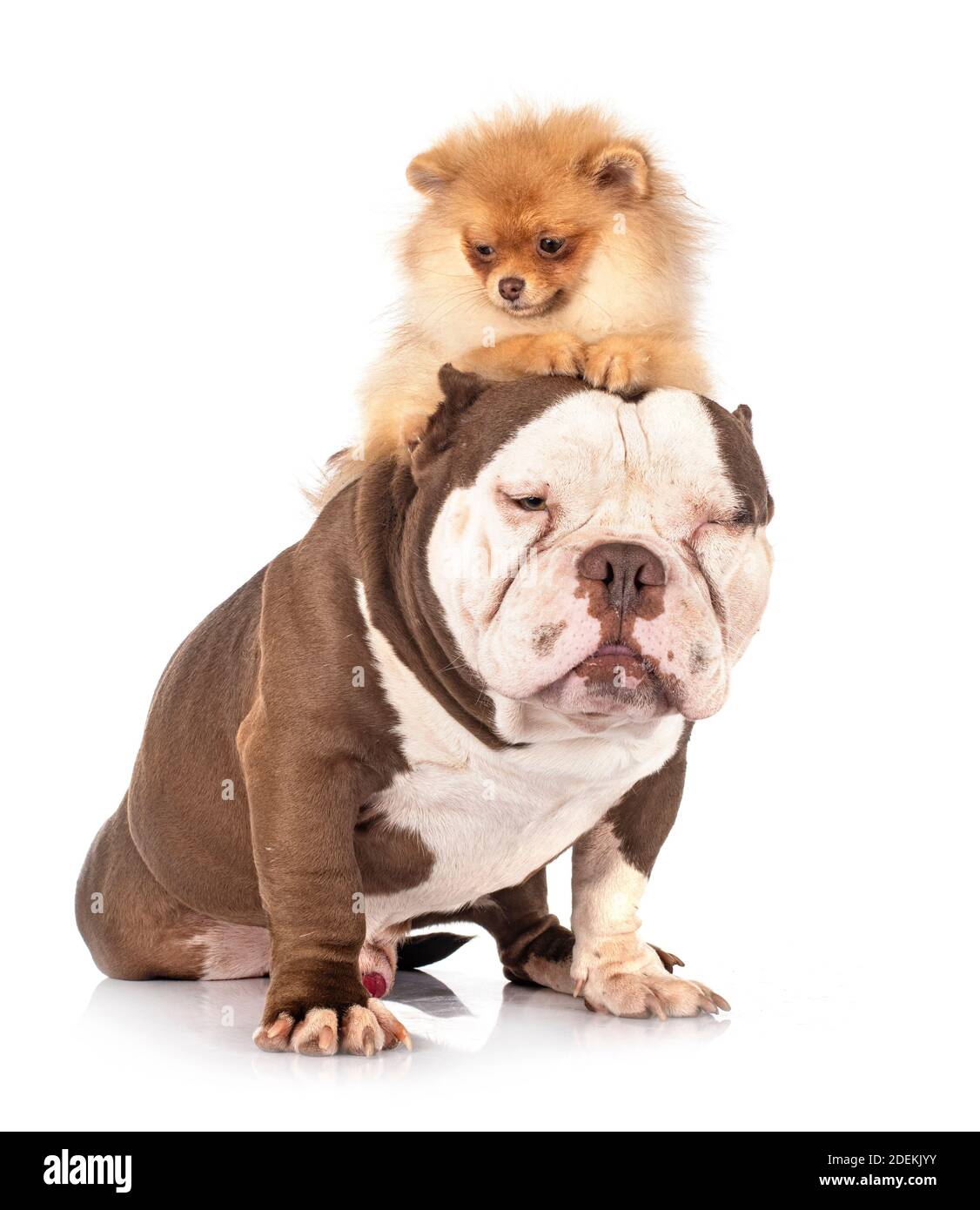 American bully und spitz vor weißem Hintergrund Stockfoto