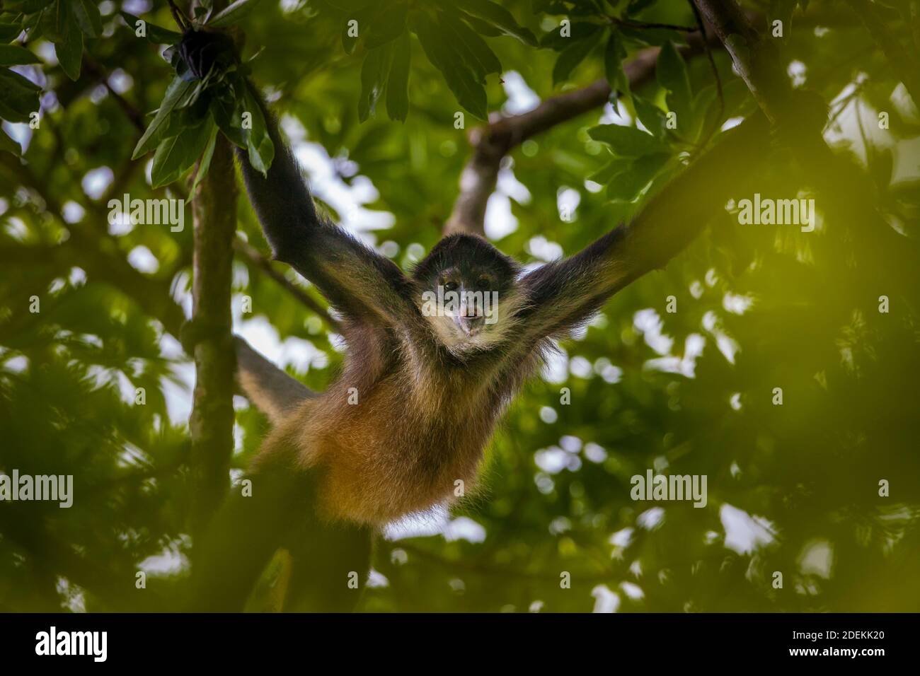 Tierwelt Panamas mit Azuero Spider Monkey, Ateles geoffroyi azuerensis, im Regenwald des Cerro Hoya Nationalparks, Provinz Veraguas, Panama. Stockfoto