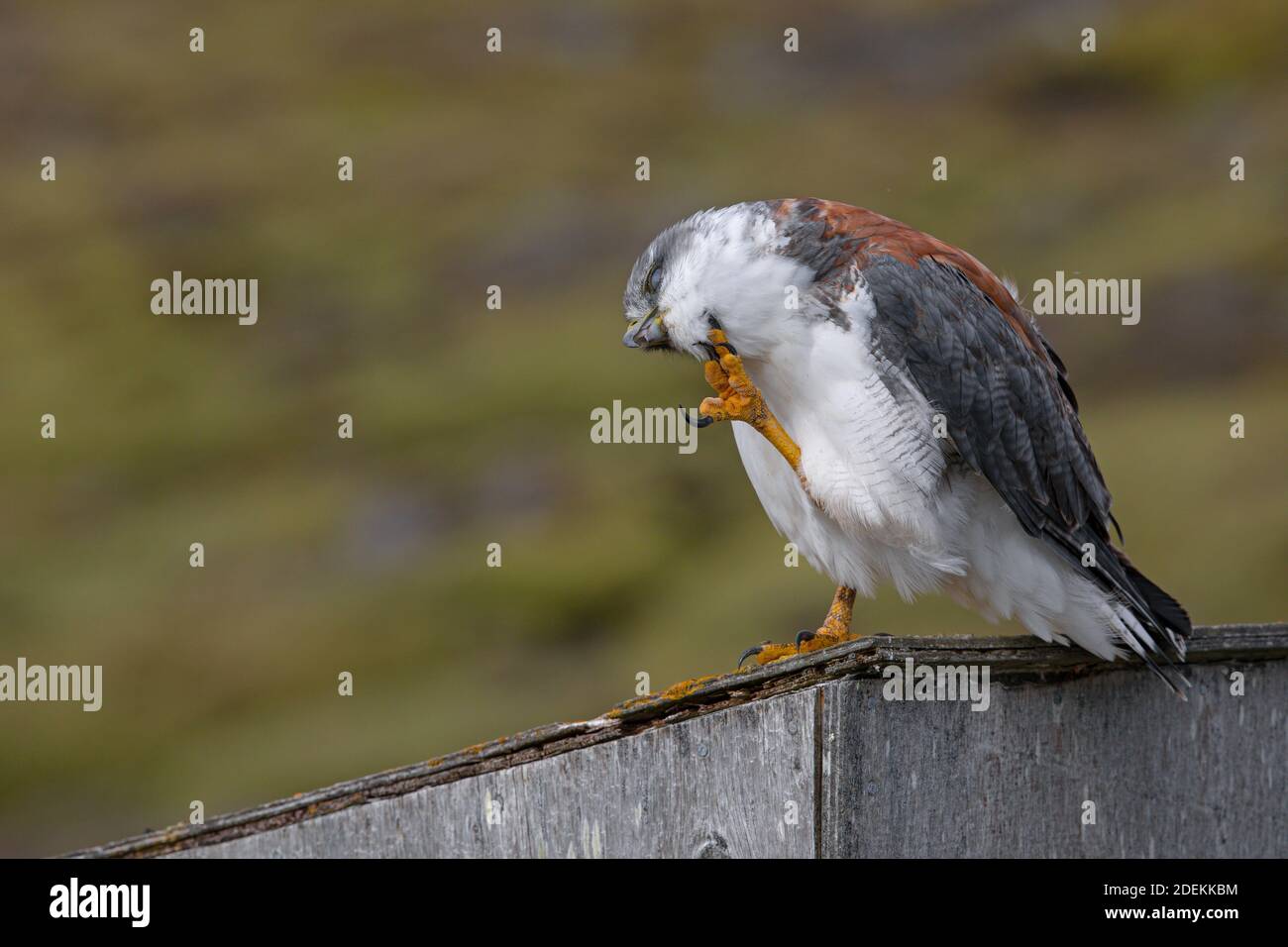 Variable Hawk, Saunders, Falkland, Januar 2018 Stockfoto