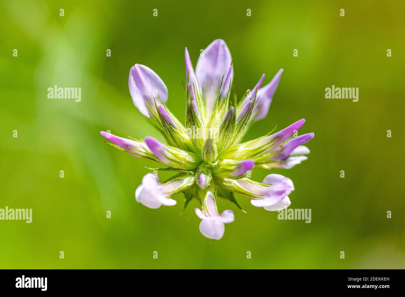 Eine einzelne isolierte Makro lila Blume zentral und beginnt zu Blüte Stockfoto